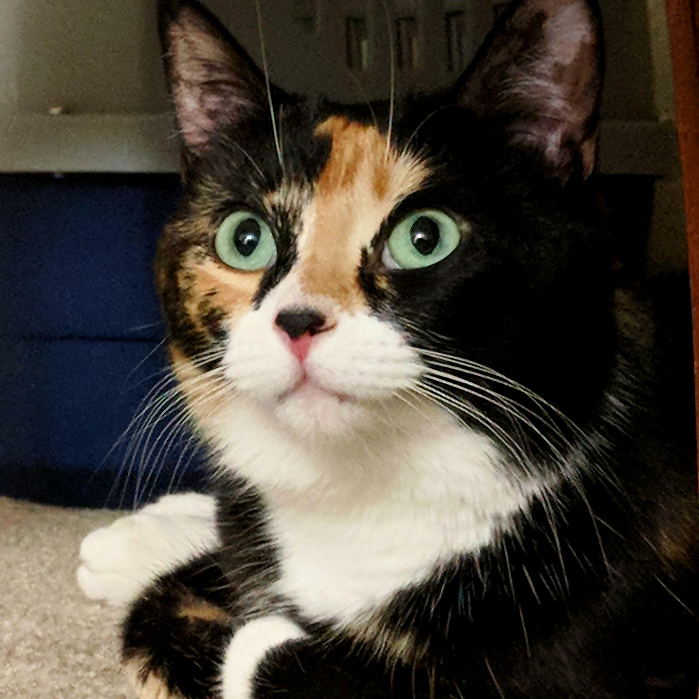 Got a Cat Yesterday, We Named Her Dumpling