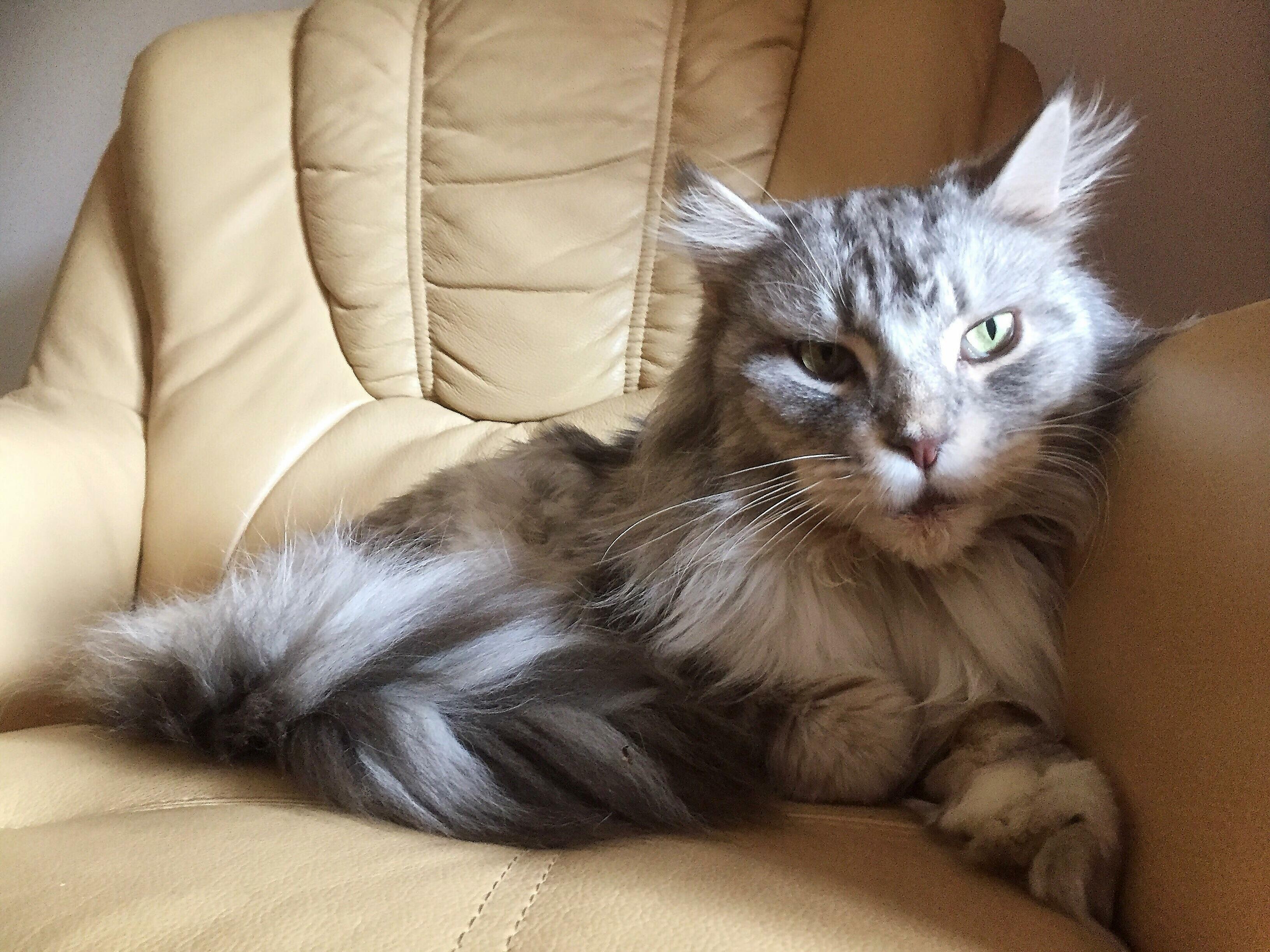 Grey Floof Tiger.