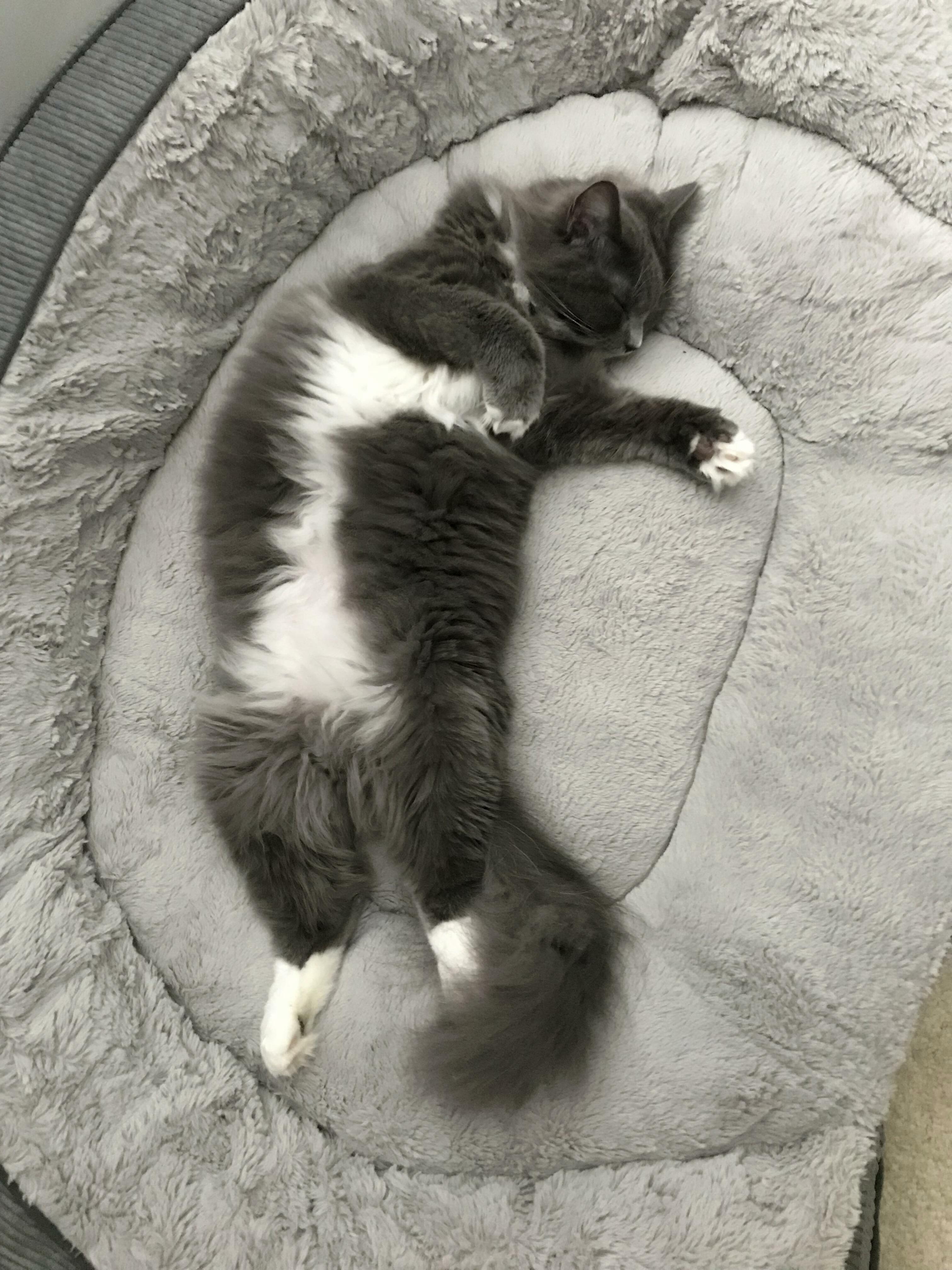 He Makes It So Hard to Work from Home