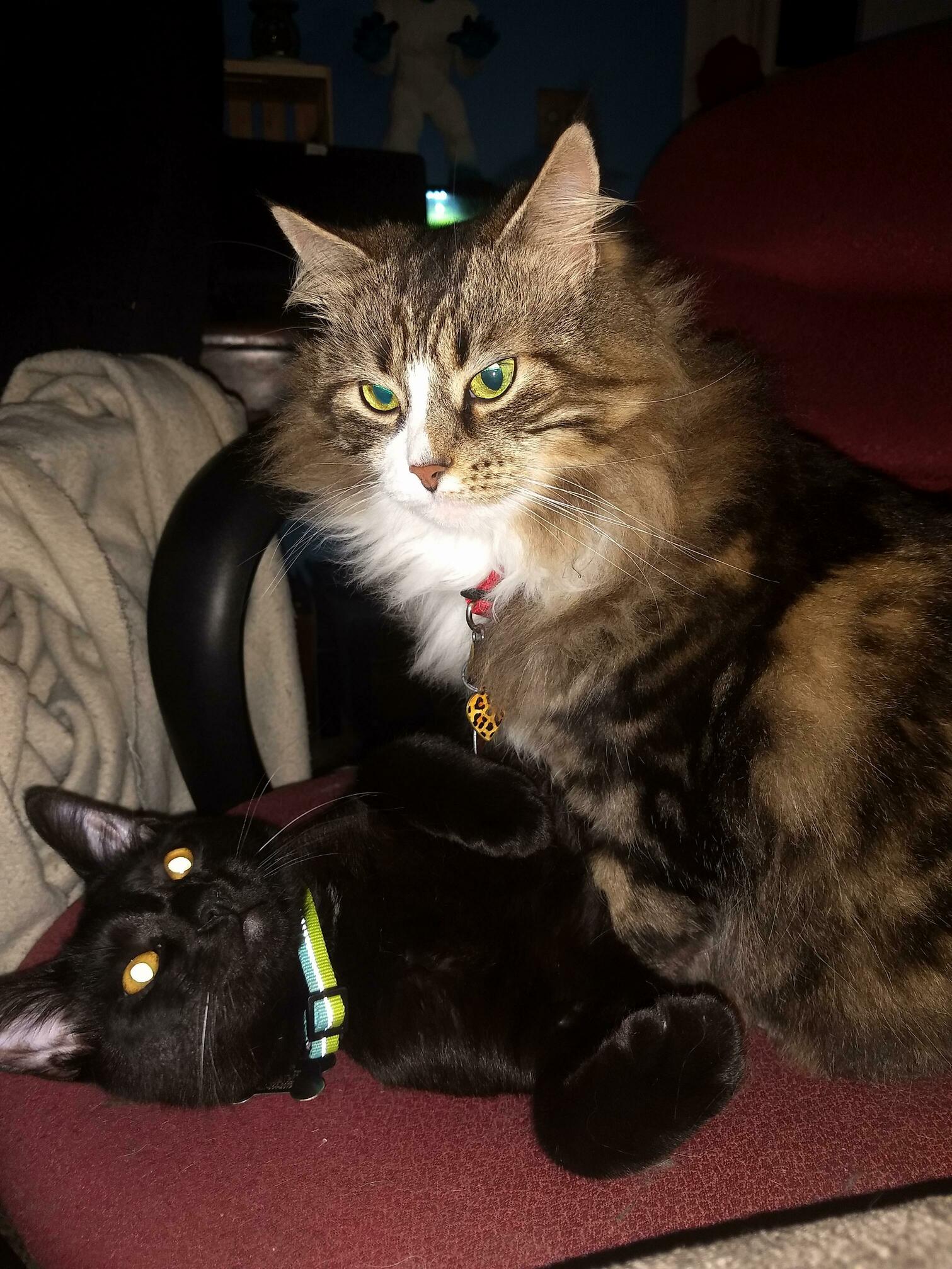 He Was Annoying Her So Since She Is Bigger She Decided to Hold Him Down.