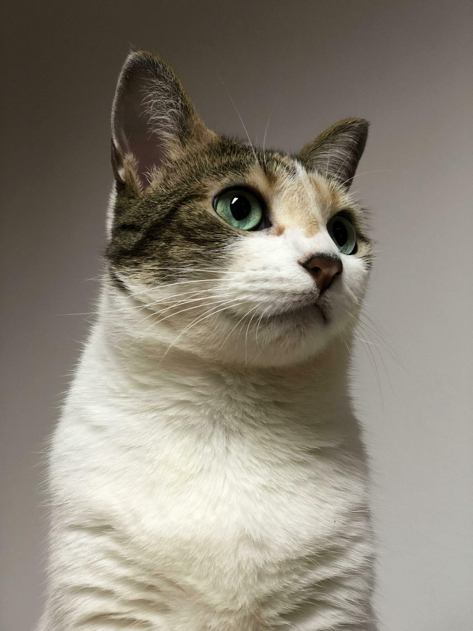 Hey Reddit, Meet Goldie!!!