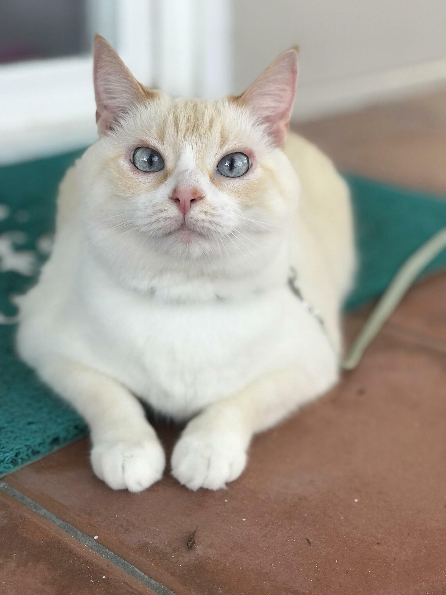 Hi My Name Is Pearl. I Like to Eat Grass and Try to Hunt Lizards While on My Leash or Take Cute Pics.