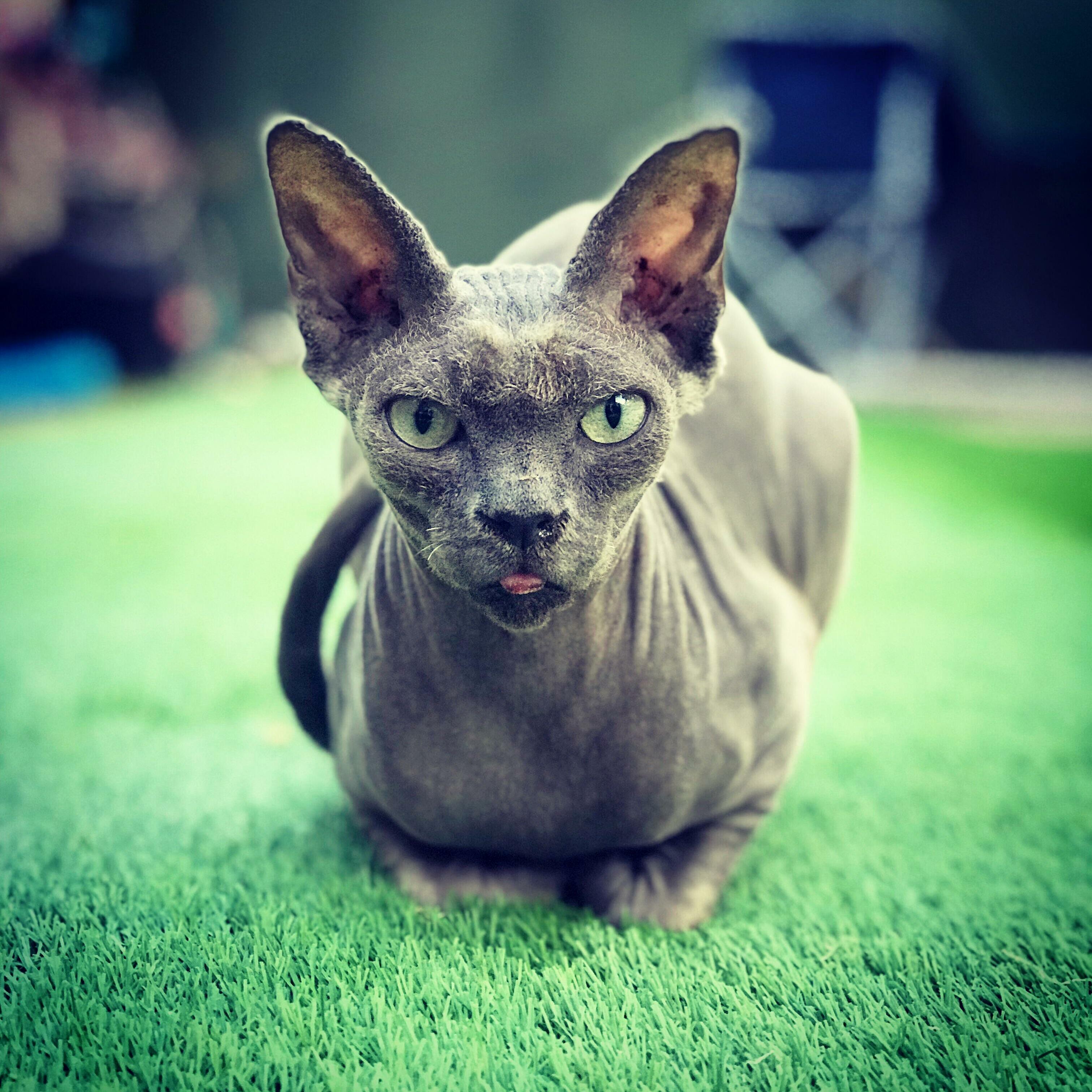 I Got Ninja Artificial Grass and Took This Pic Less Than 5 Mins After Laying It....i Think We Have a Fan