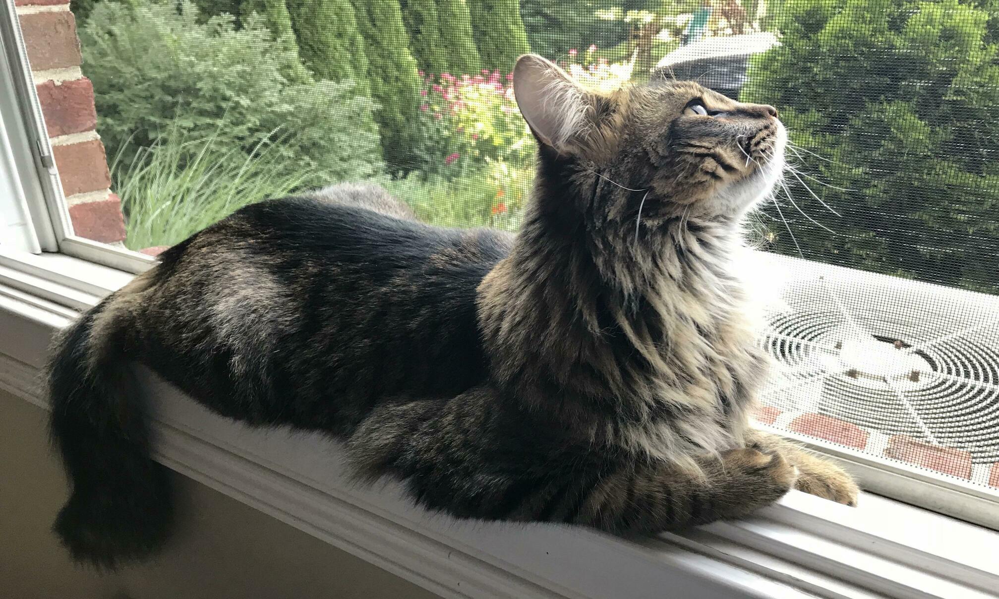 I Just Think Mango Looks So Good Today