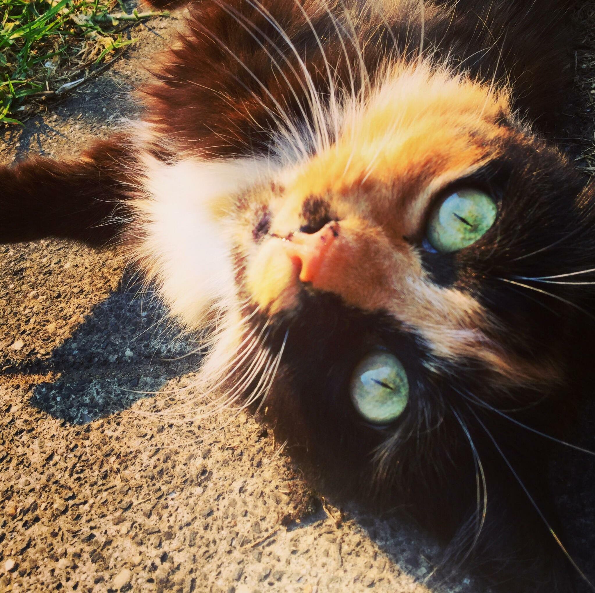 I Love This Photo of My Queen. Now Shes Sick and Isnt That Pretty Anymore but Shes Still a Queen!