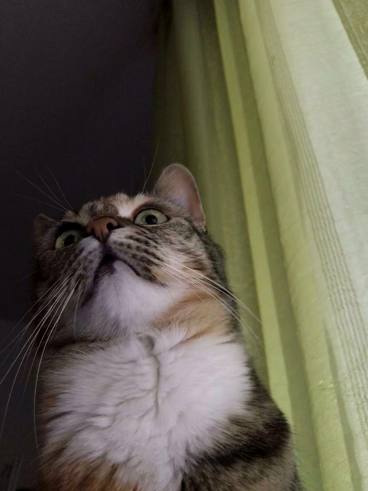 I Opened the Balcony Door So My Cat Could Listen to the Birds. This Was Her Reaction.