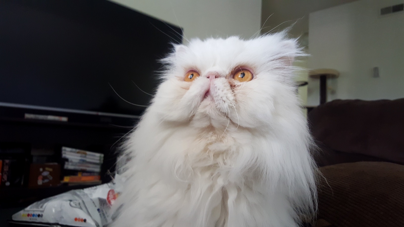 I Think My Cat Has Found God