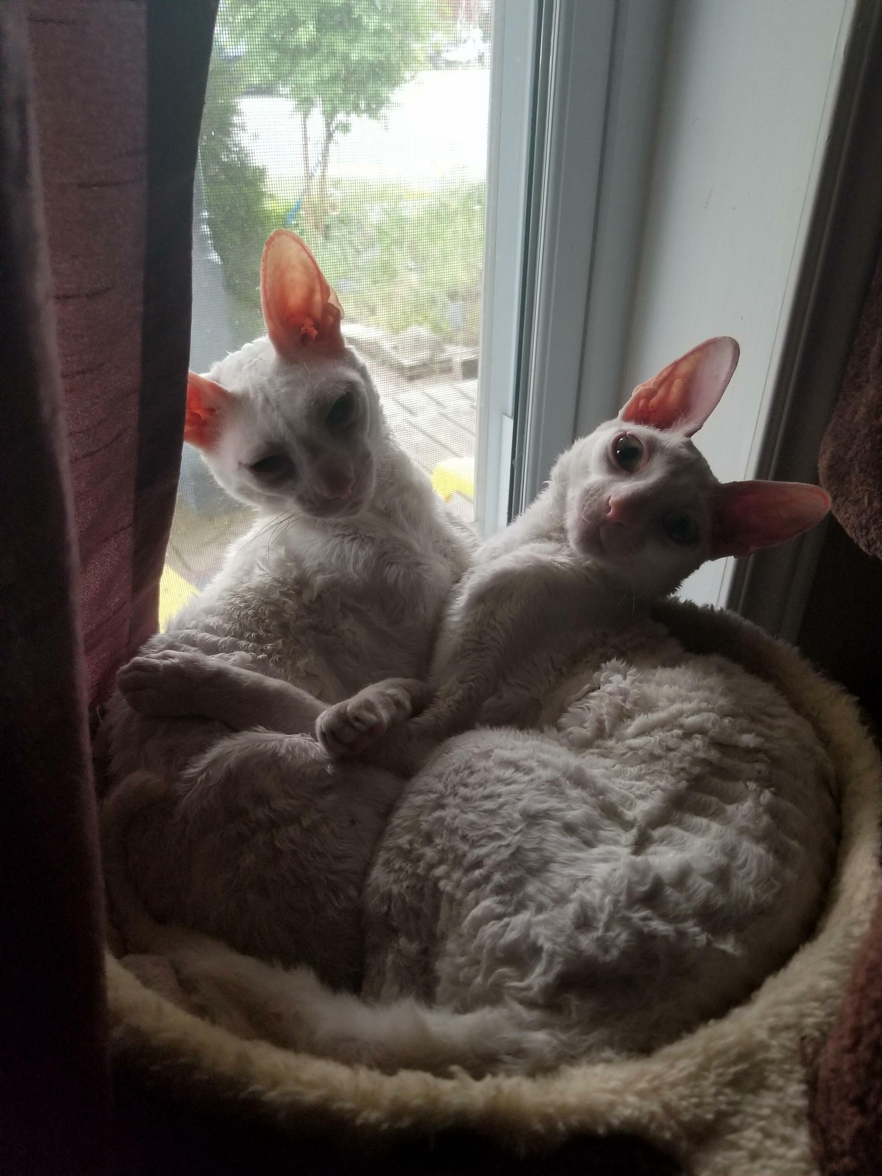 I Think They Are Getting to Big for There Basket