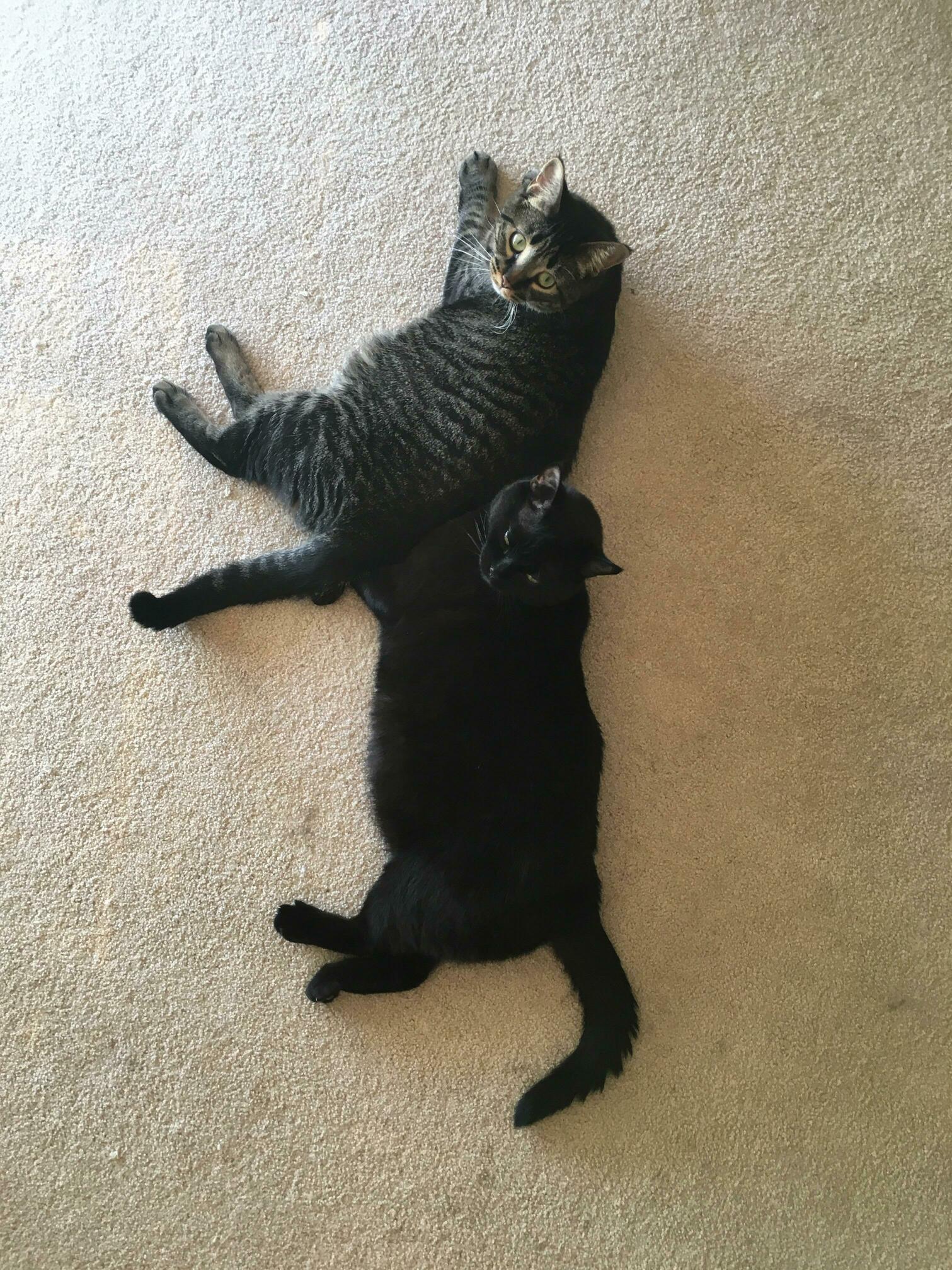 Its Taken a Year and a Half for This Moment to Happen. Reddit, Meet Buffy and Harvey in the Same Picture.