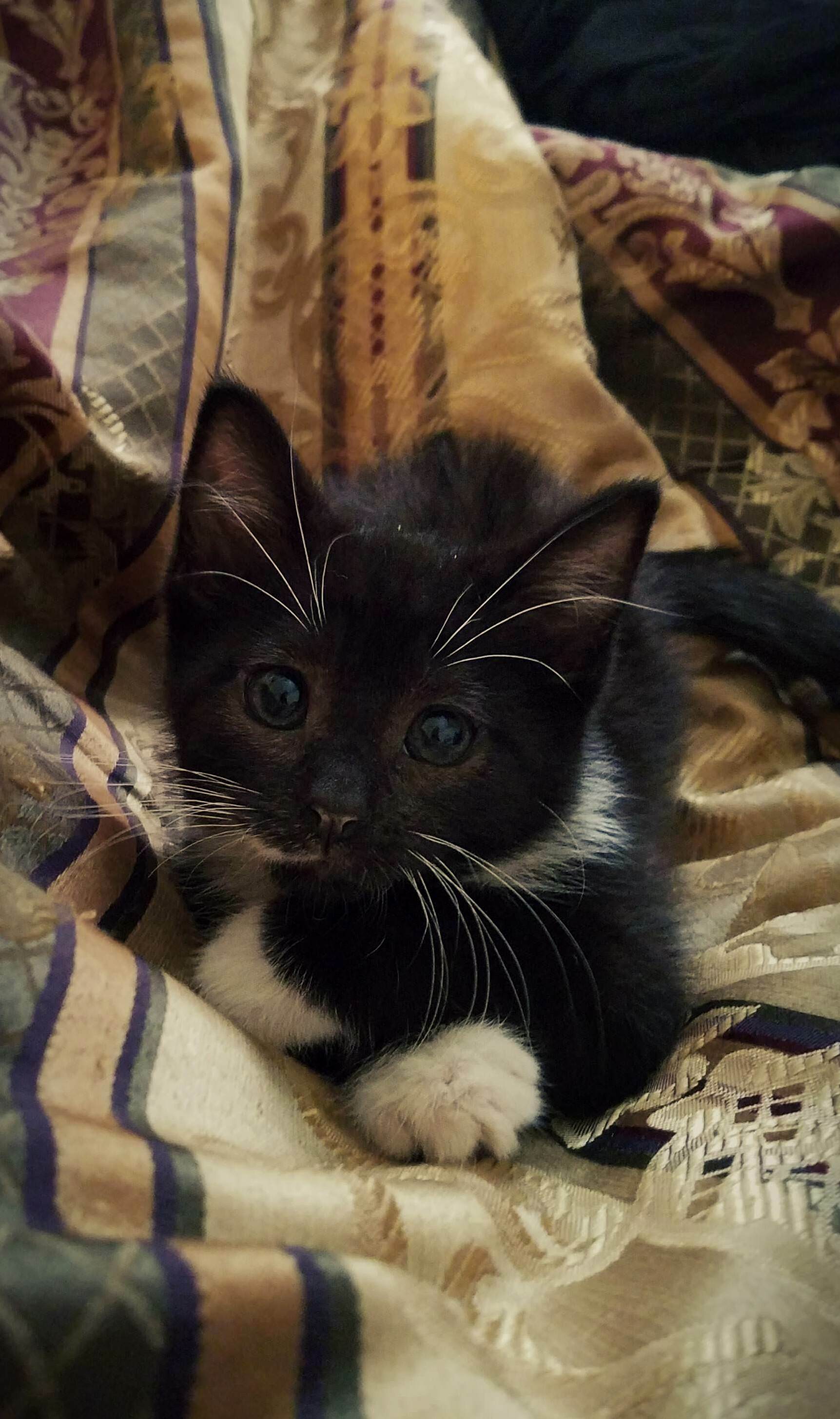 Jenavieve the Junkyard Kitten
