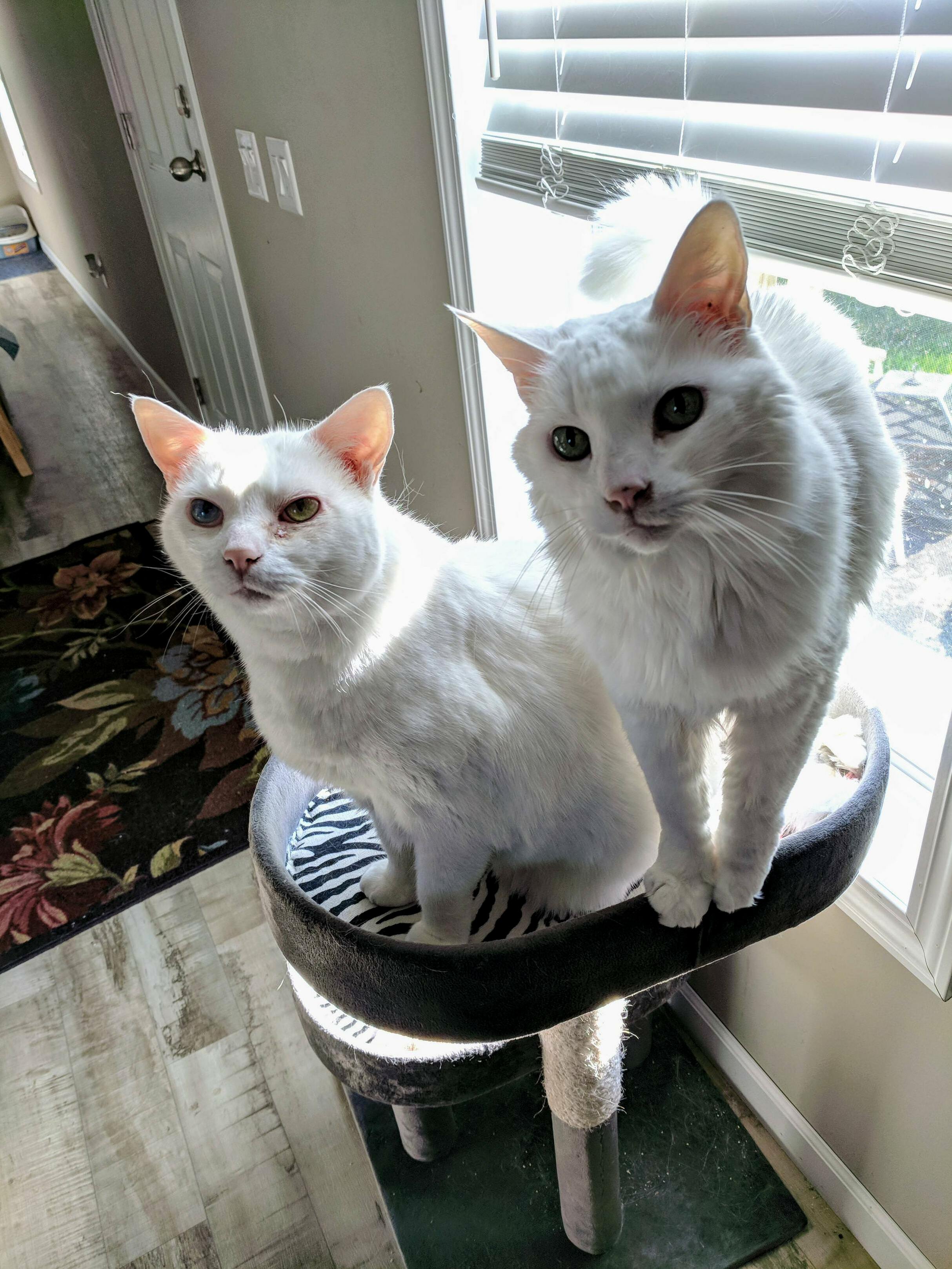 Just Begging for Attention!