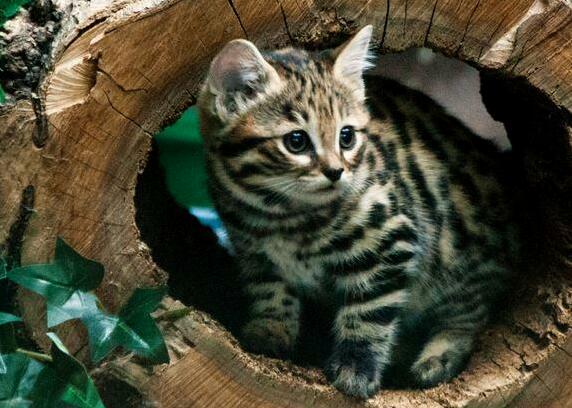 Just in the Log