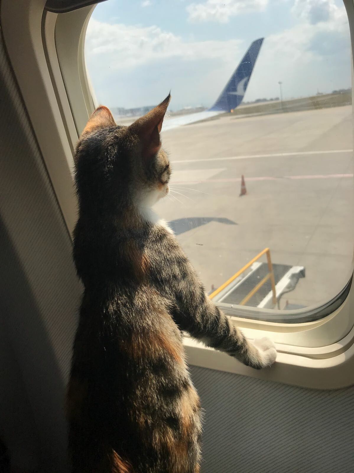 Kitten Likes Traveling