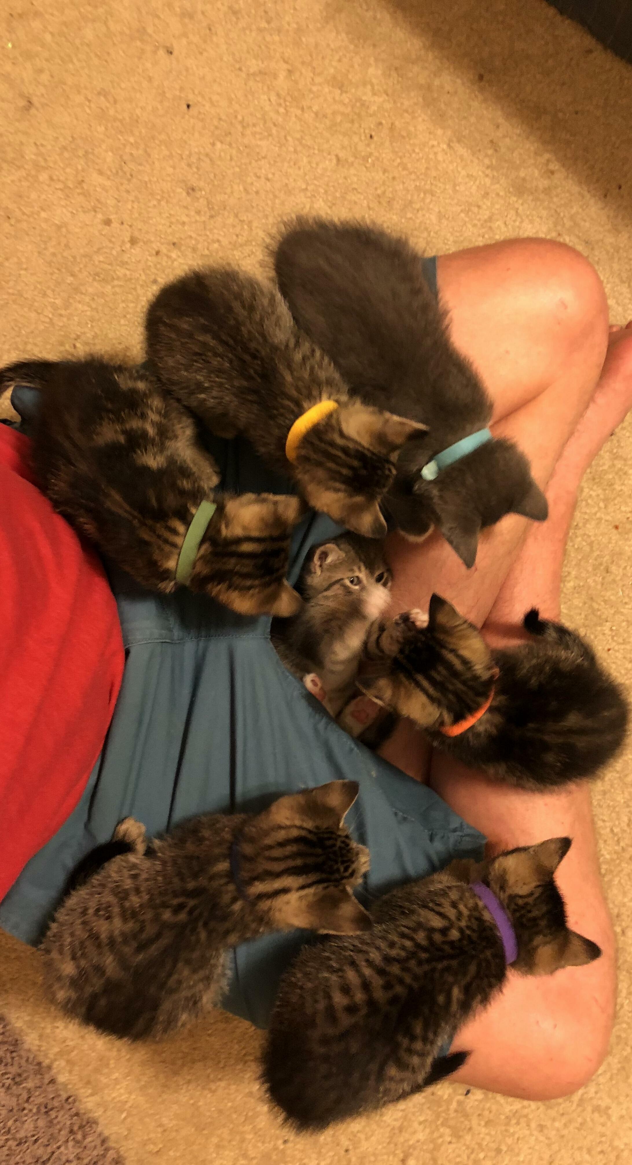 Kitty in the Middle!