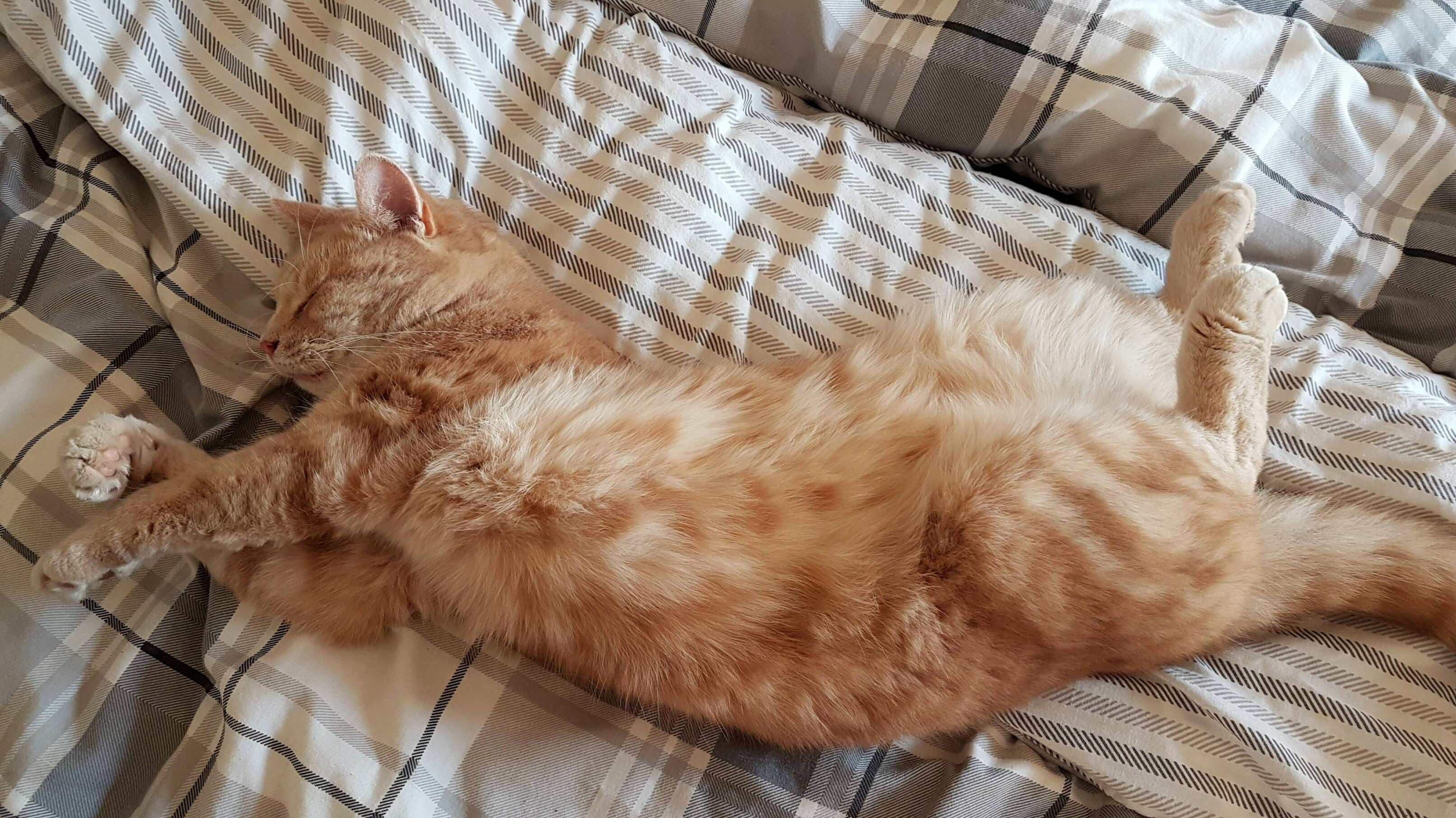 Like a Michelangelo Painting. How Is This Even Comfortable!