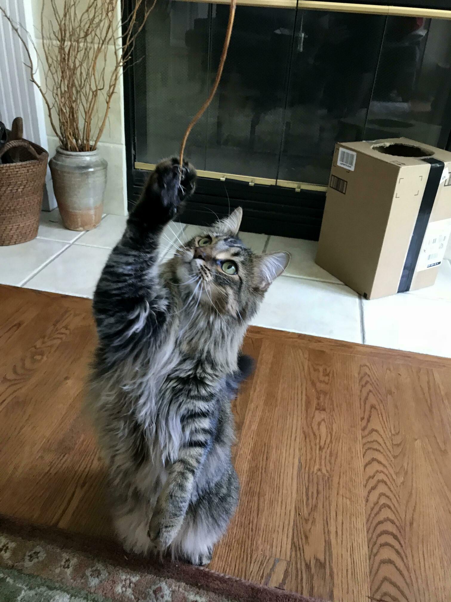 Mango Turns 1 Today, Im Trying to Think of Some Ways to Celebrate, Treats to Get, Etc.. What Do You Do for Your Cats Birthday