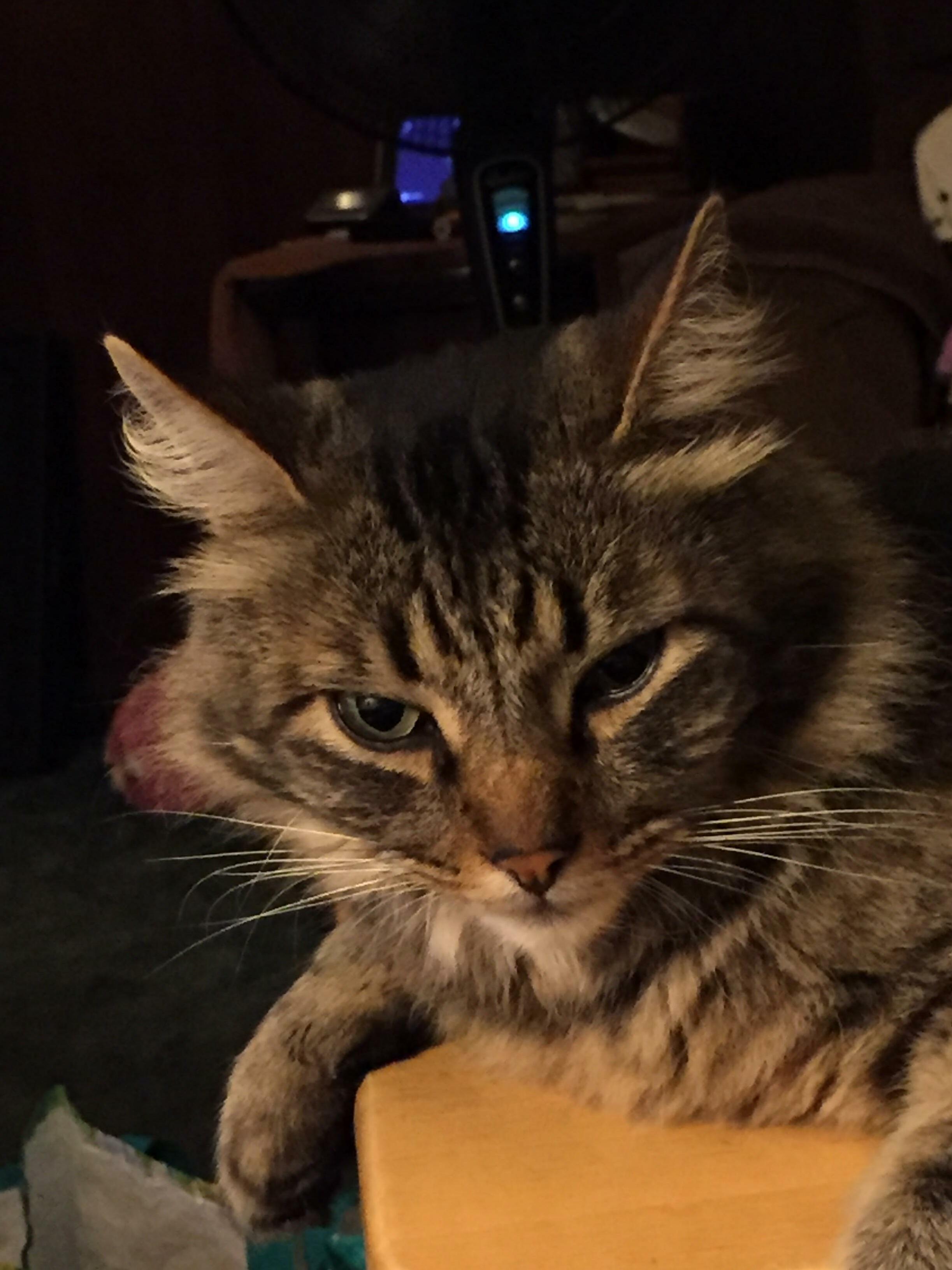 Max Is Unamused