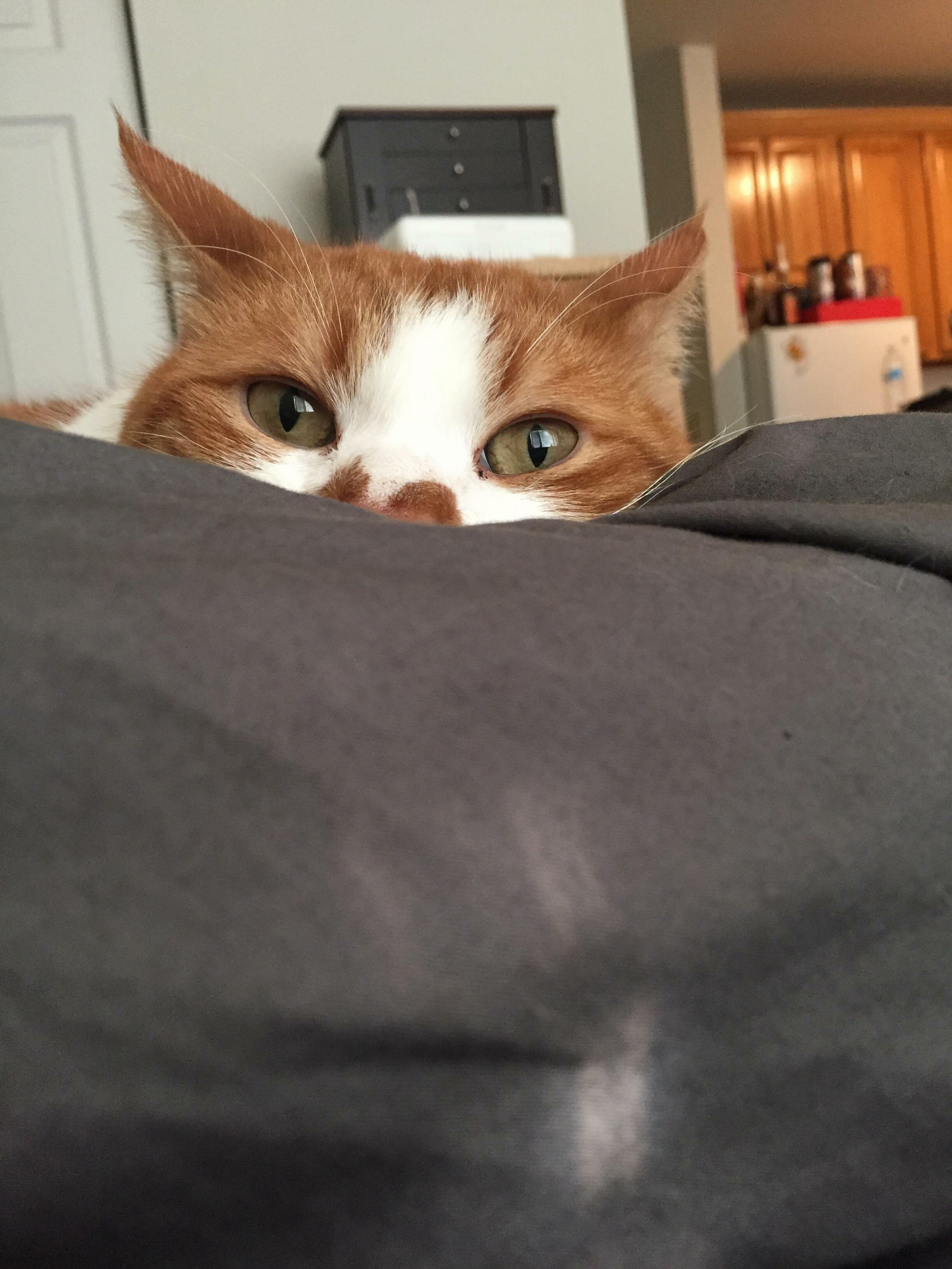 Meet Chowder. Hes a Professional at Being a Creep While Youre Napping.