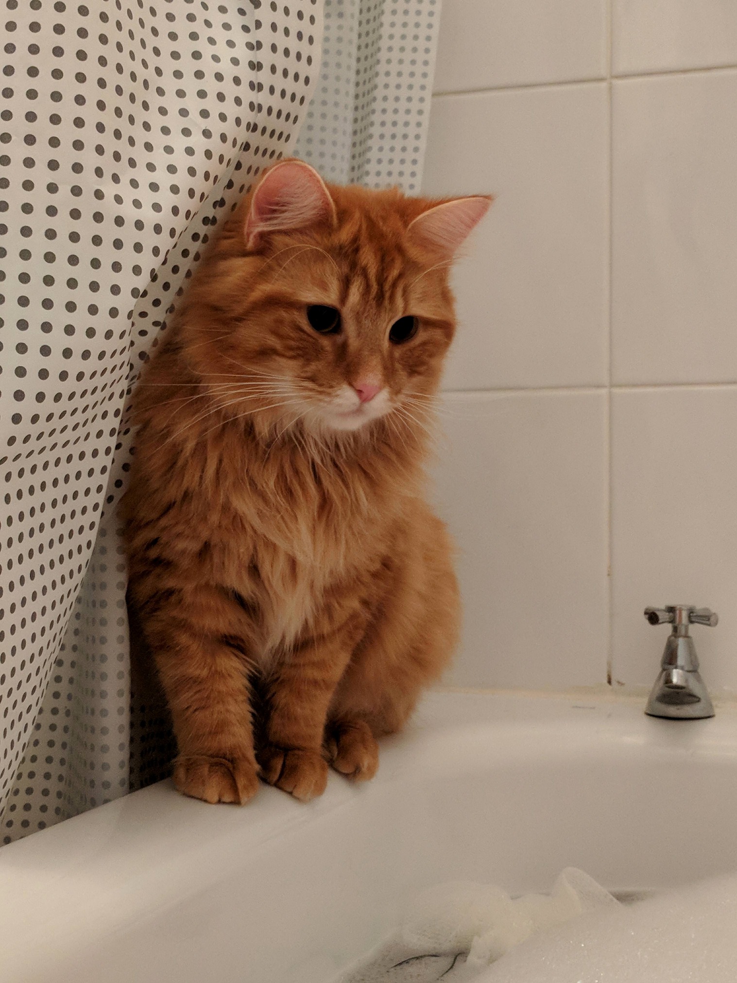 Meet Harry...