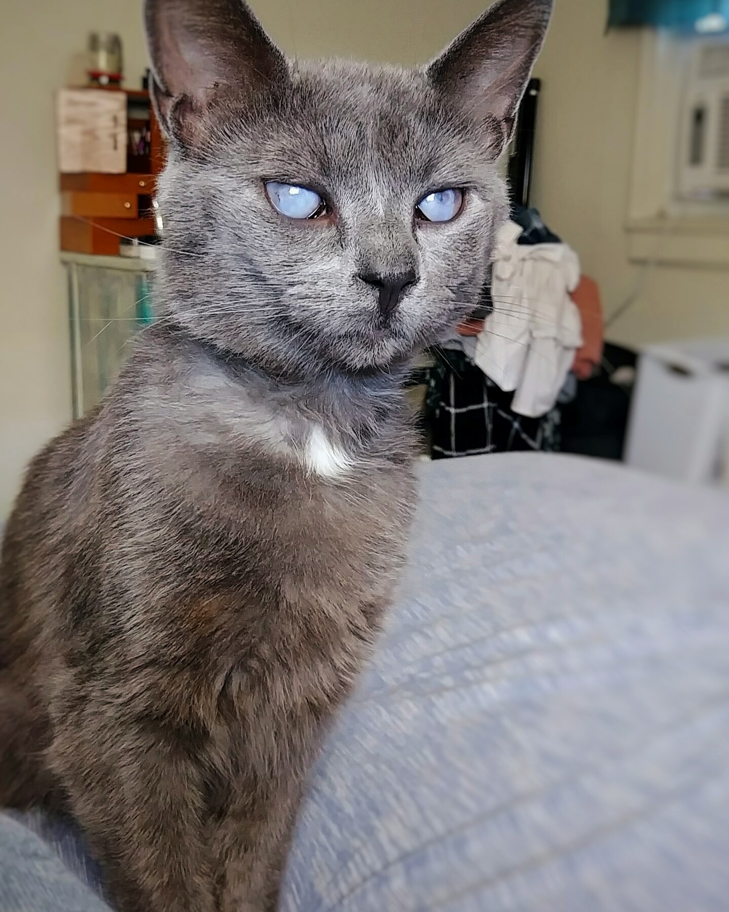 Meet My New Cat Reddit! I Need a New Name for Him!