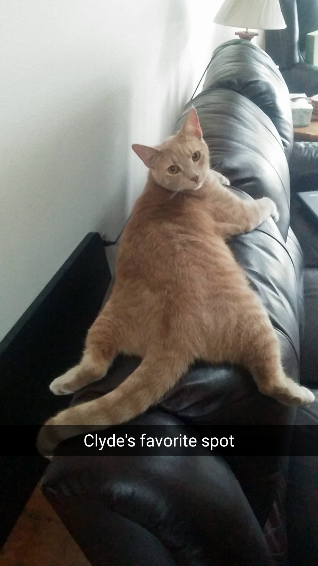 My Boy Clyde Stretching Out on the Couch