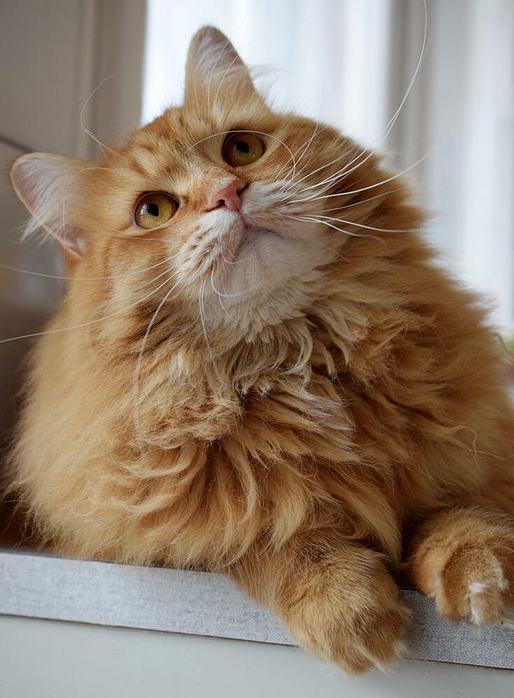 My Cat Curiously Watching How the Spider Make a Web on the Ceiling