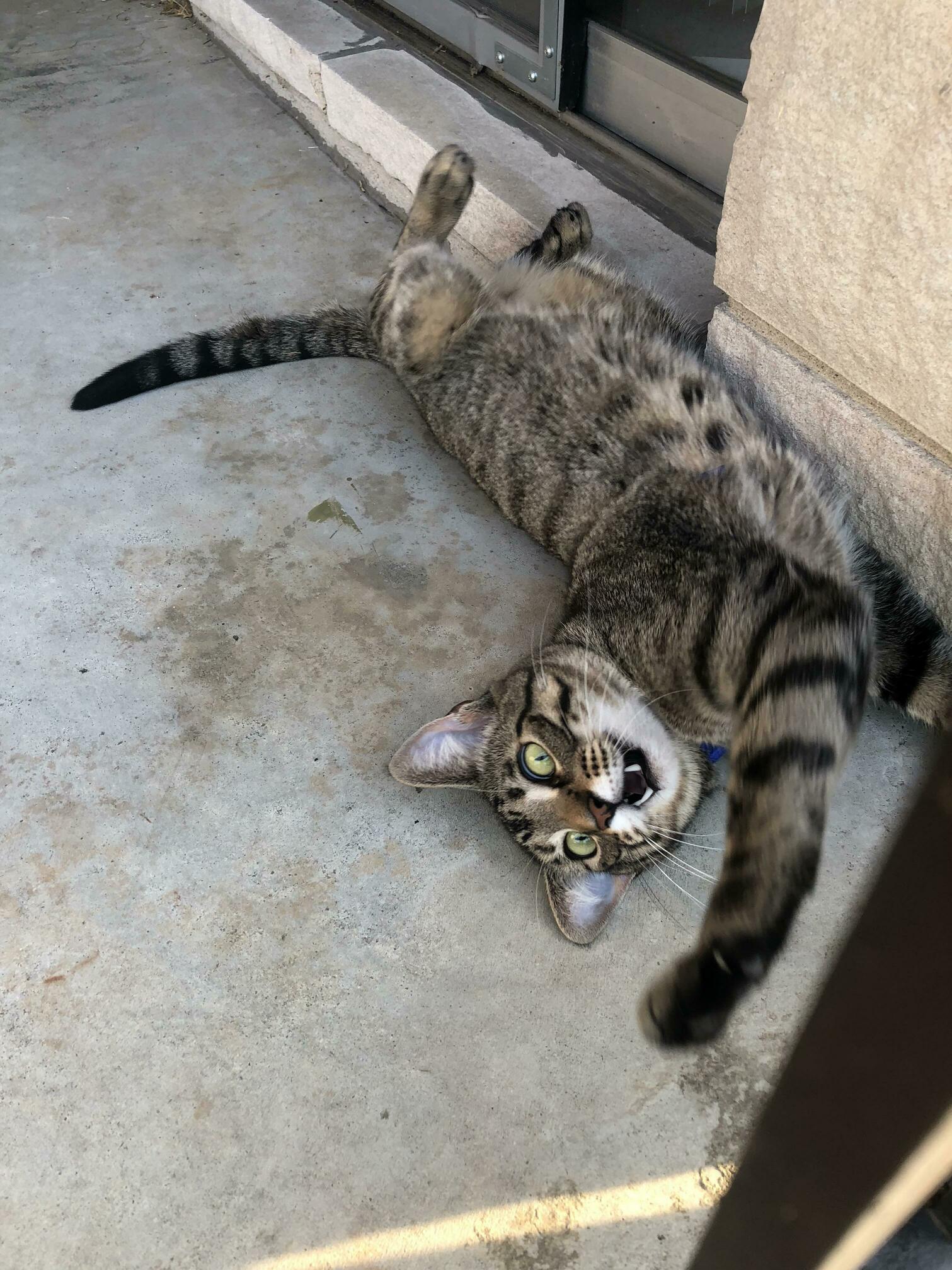 My Cat Dwight Protesting Wearing His Harness Outside