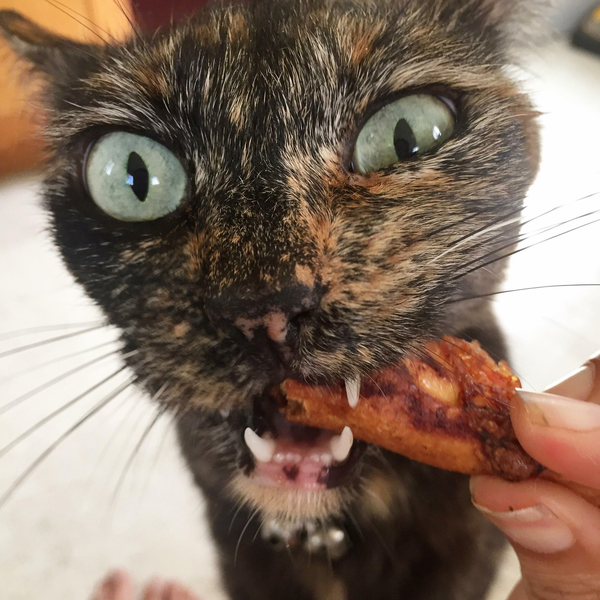 My Cat Has This Thing for Pizza Crust. She Gets Crazy Pizza Eyes As Soon As She Smells It.