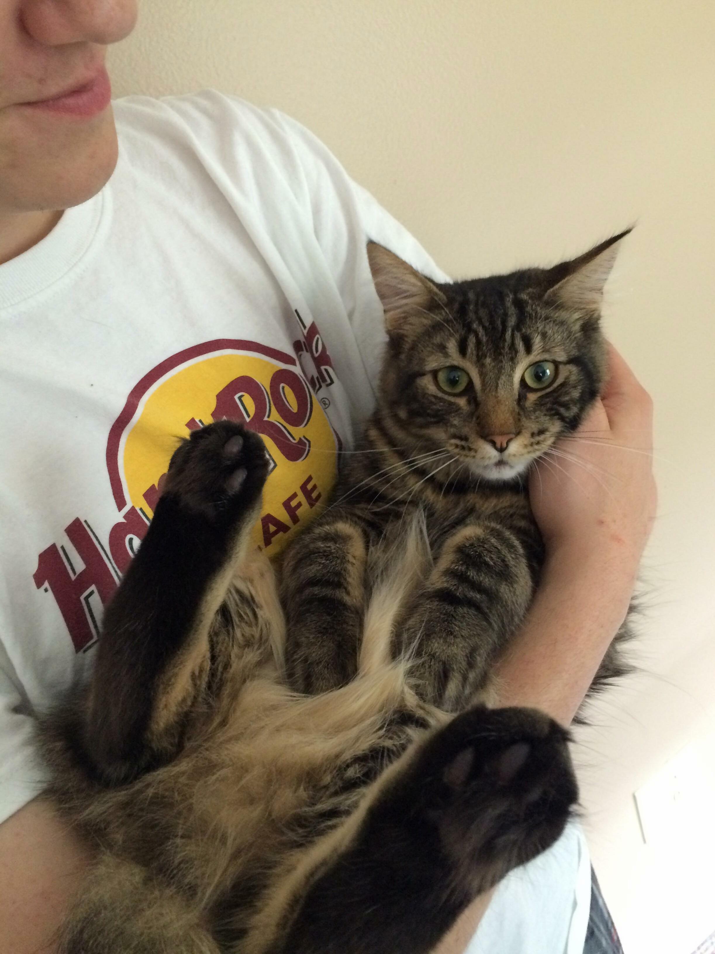 My Fluffy Cat, His Name Is Kevin, Was a Young Mr. Kevvy in This Picture.