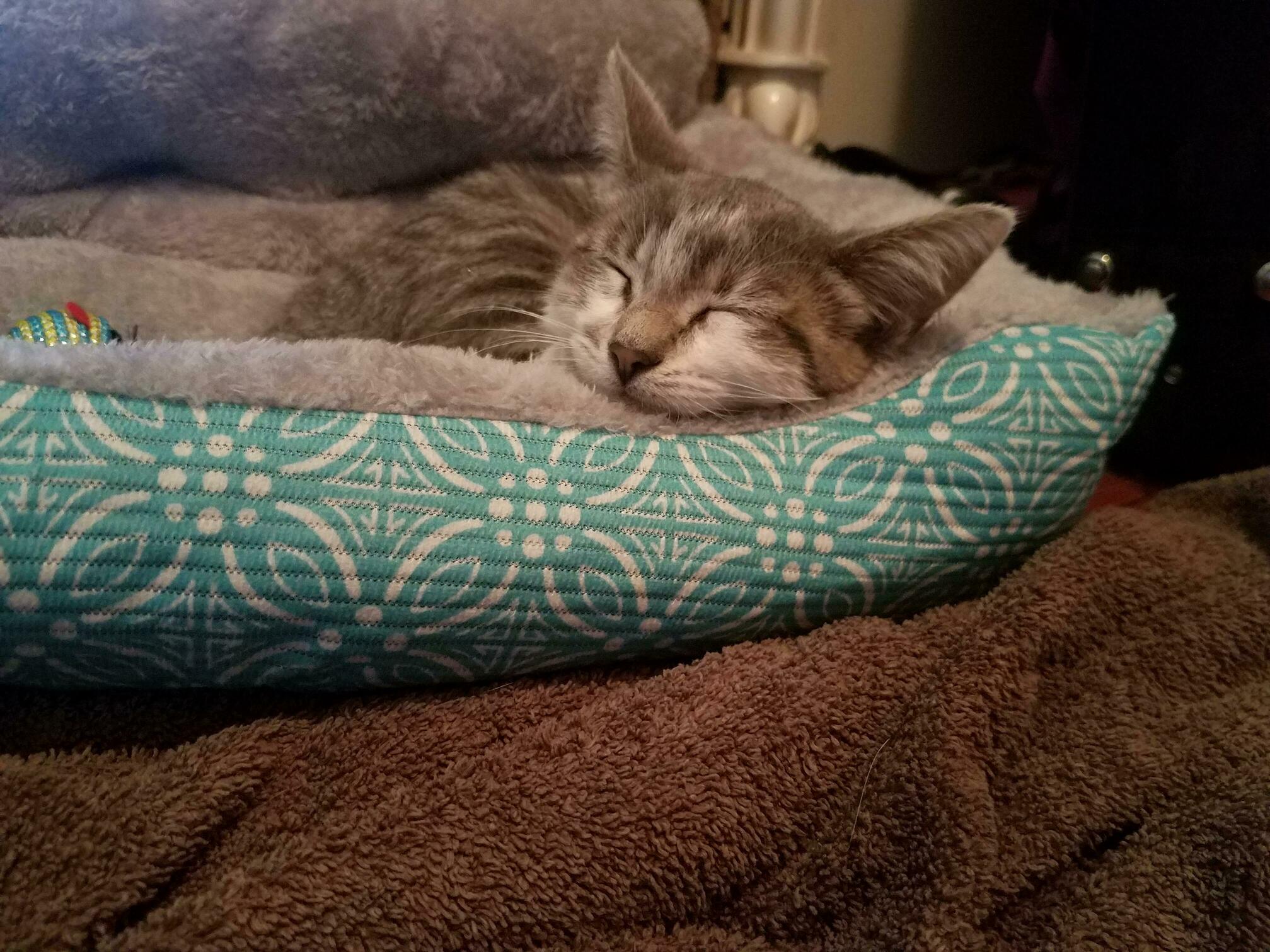 My New Kitten, Artemis!