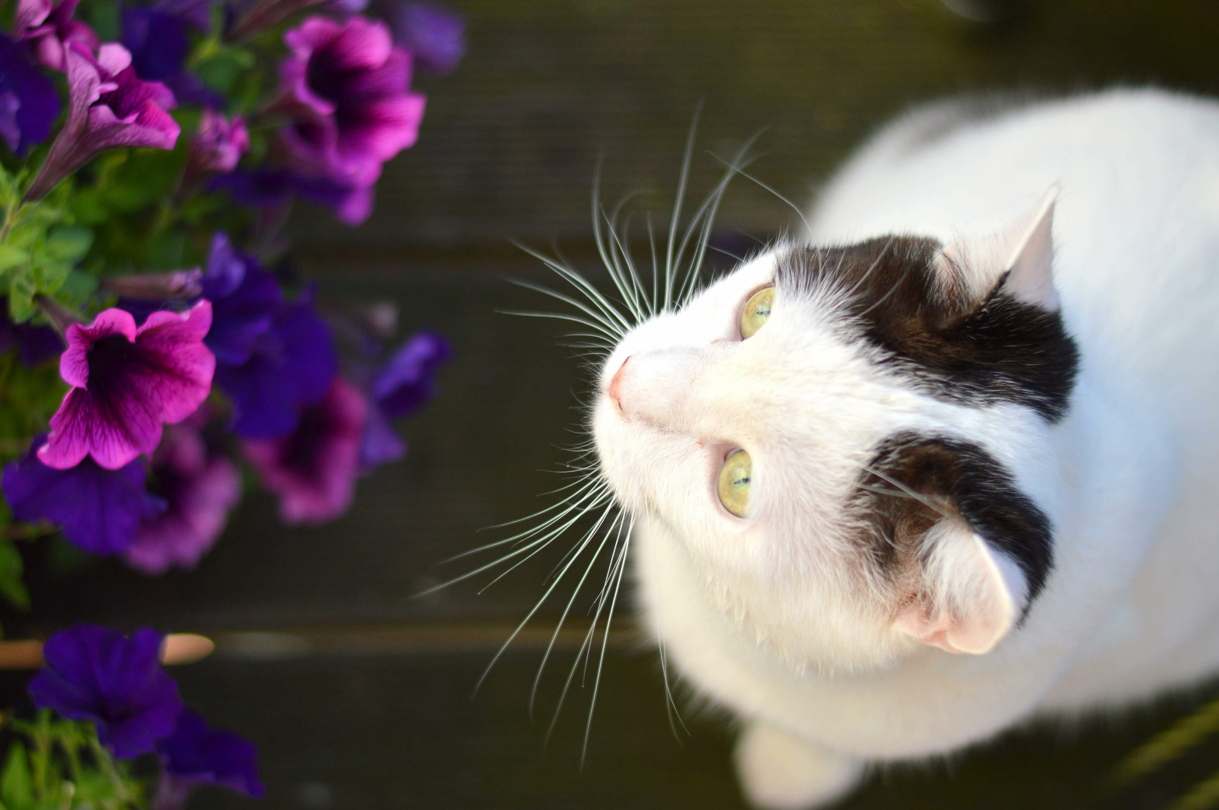 My Sweet Kuh Enjoying the Summer Flowers