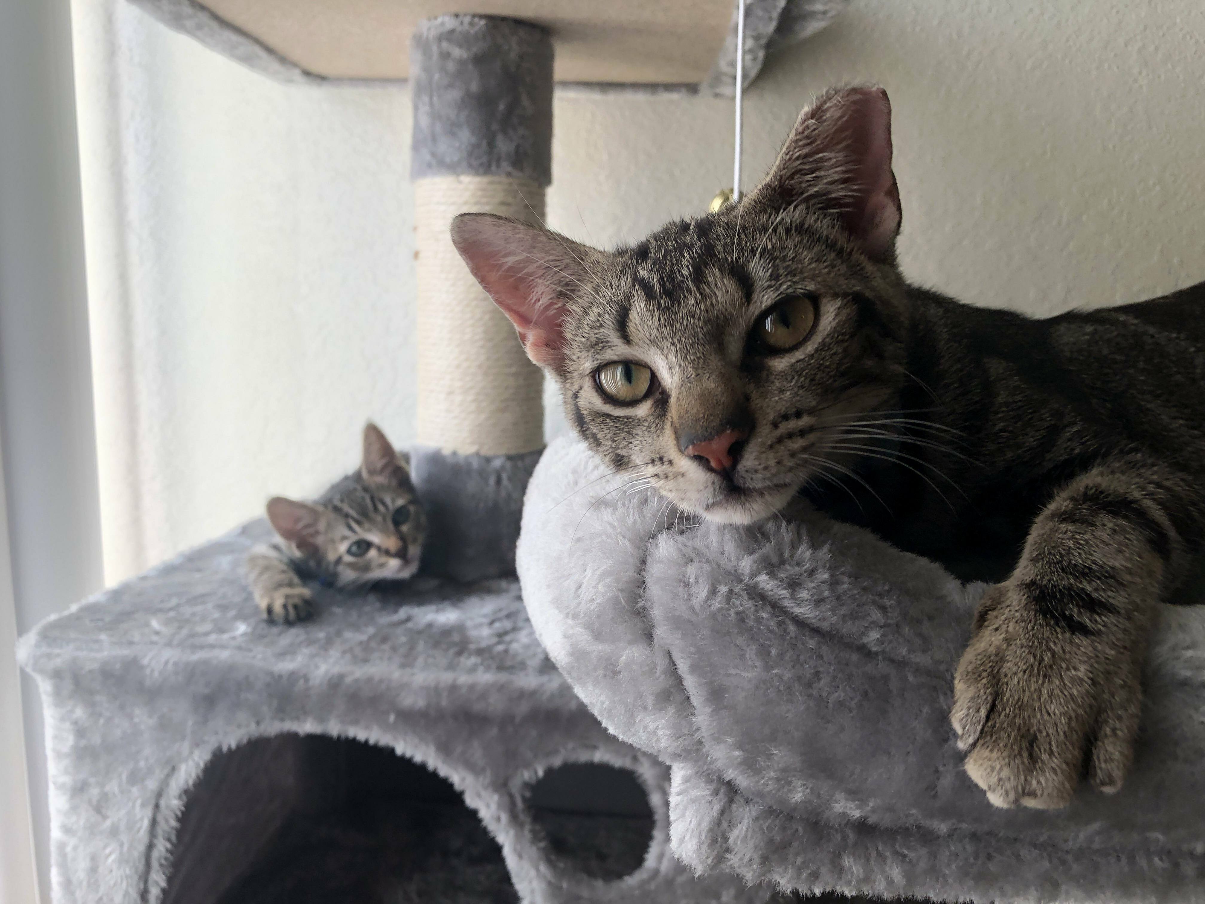 My Two Kitties Phoebe and Freddy