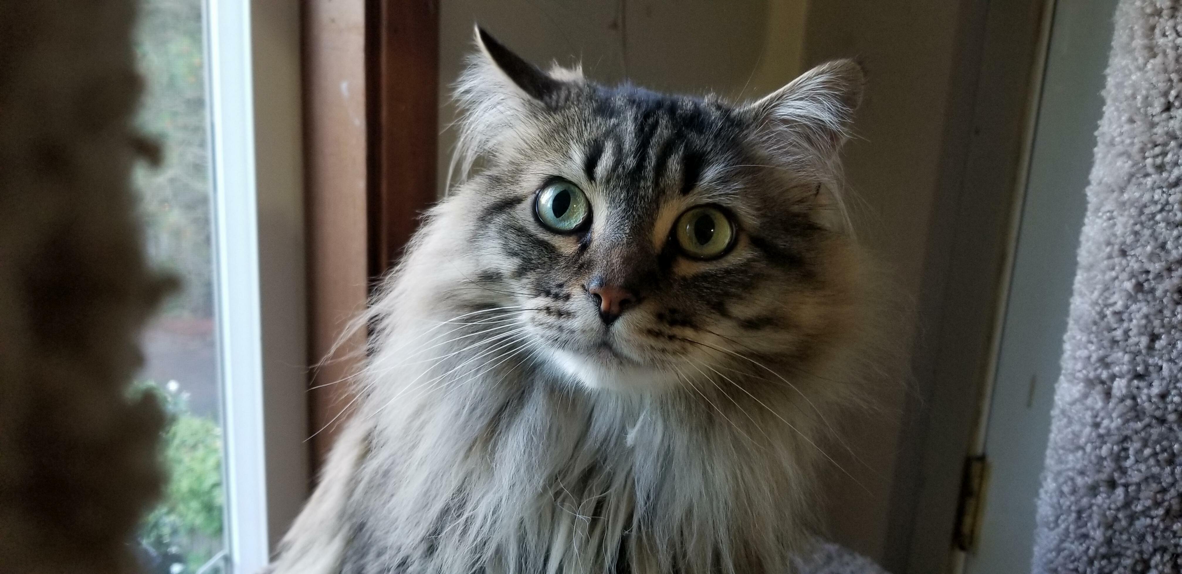Nova Waiting for Dinner...