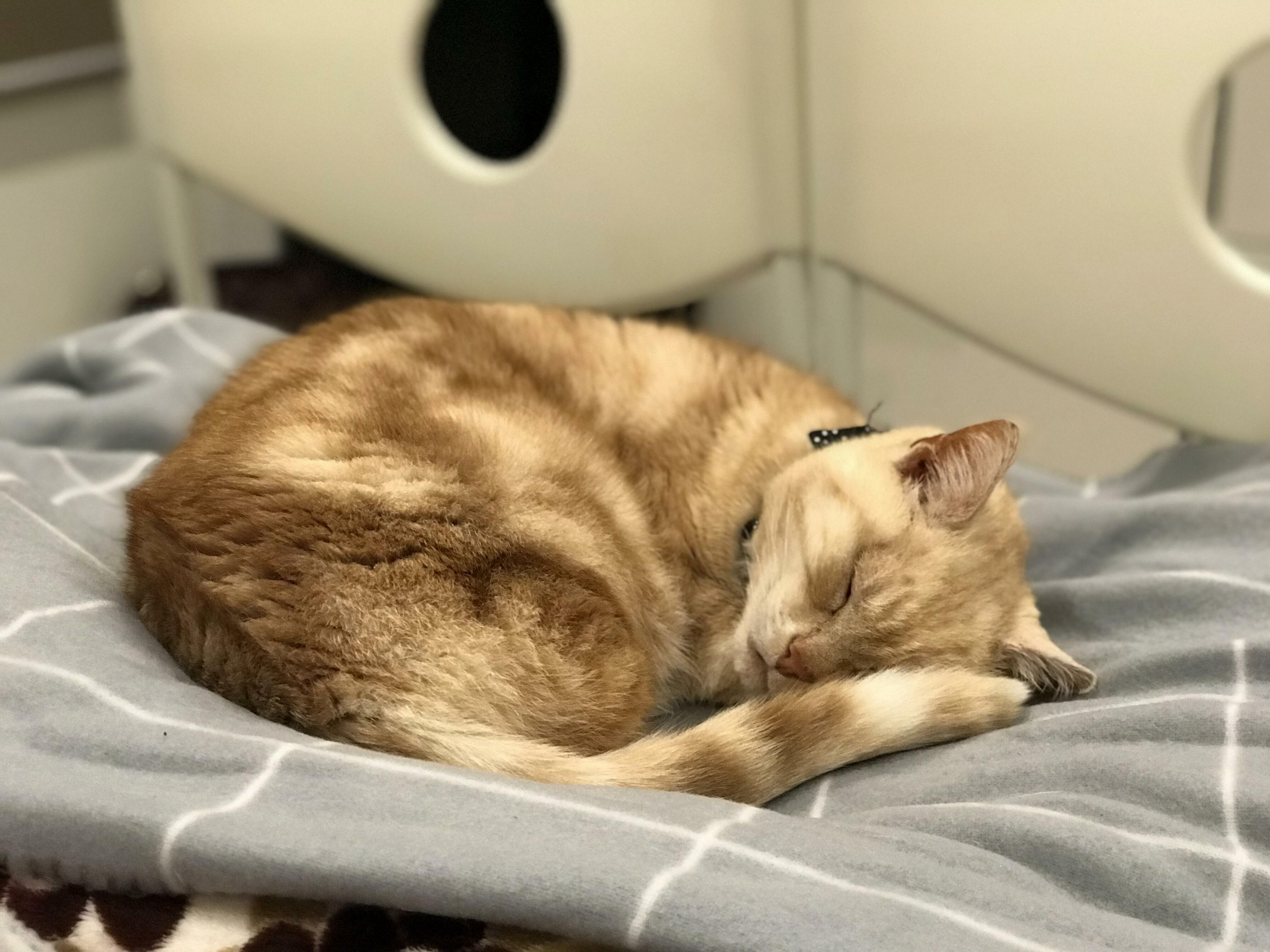 Our Cat Had a Bad Night - but He Finally Get Some Peaceful Sleep in His Bed. Hope He Gets Better Soon!