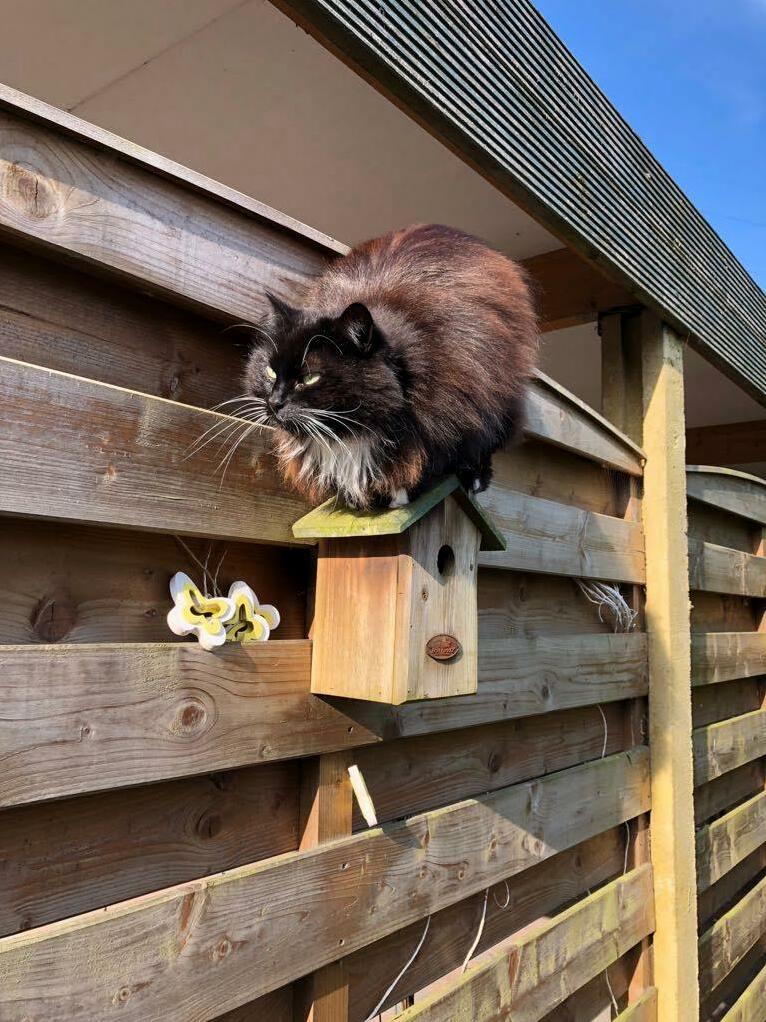 Patiently Waiting for a Bird to Check Out the Bird House