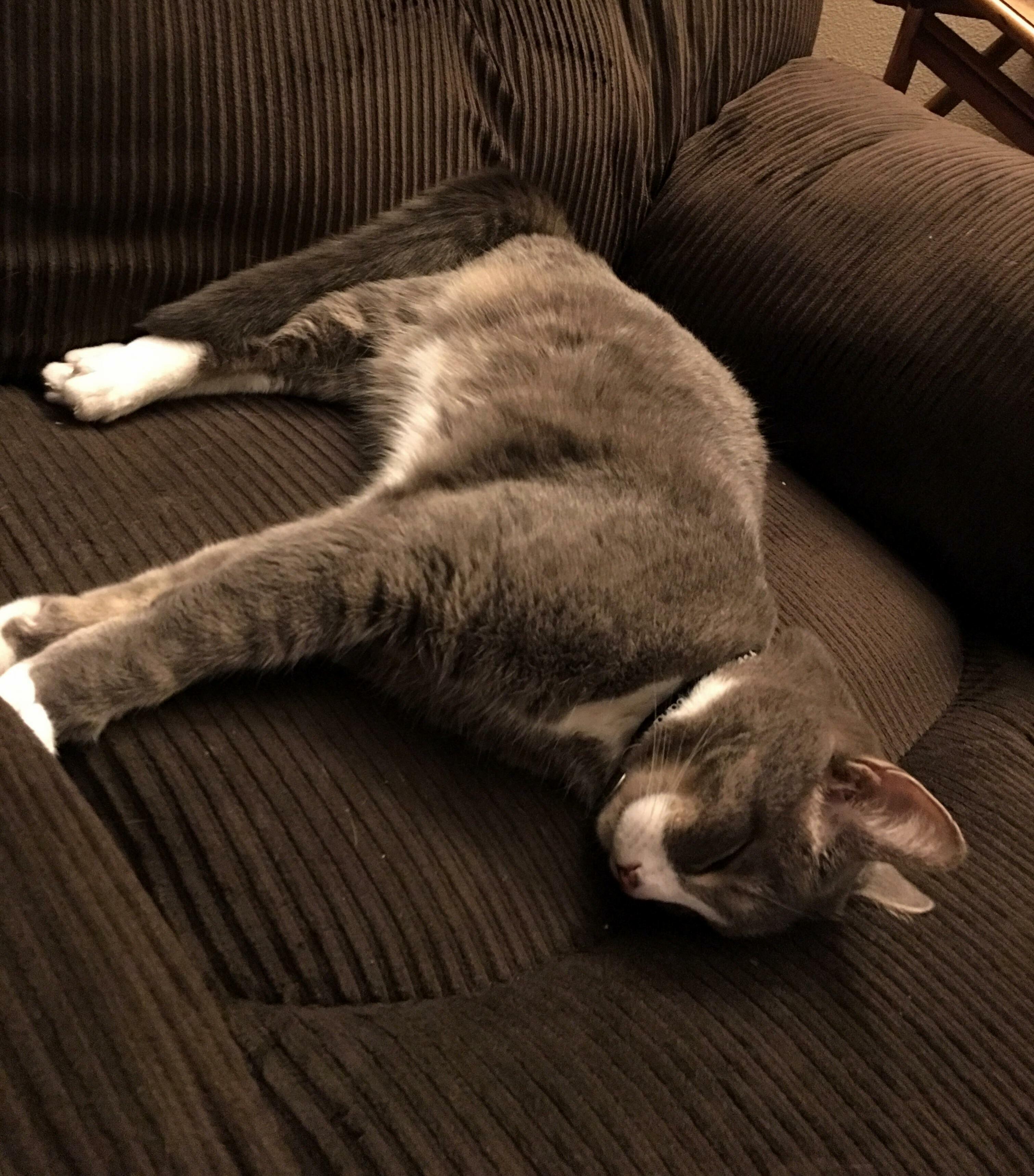 Perky Ears While Snoozing