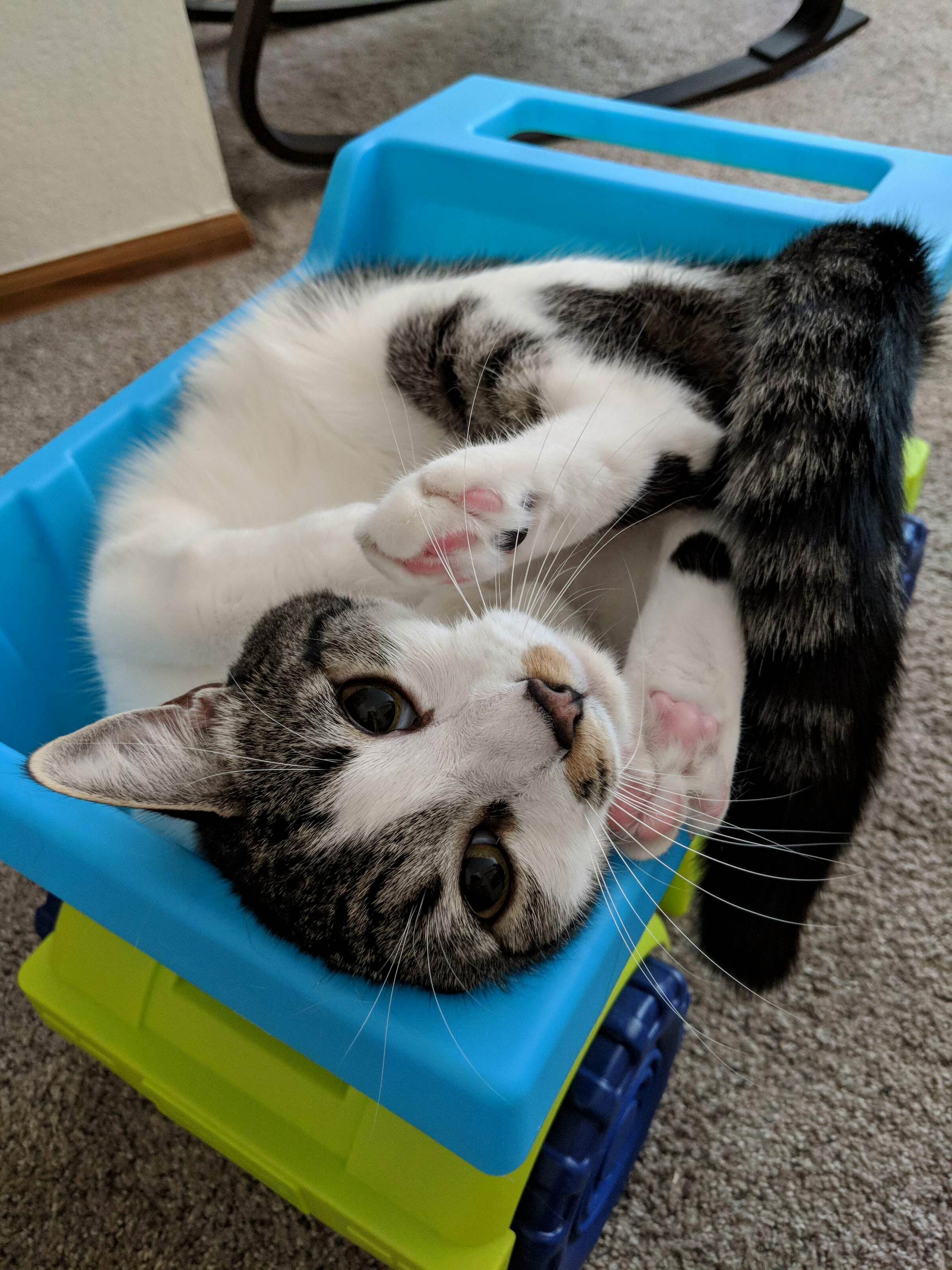 Playful Kitty in a Toy Dump Truck