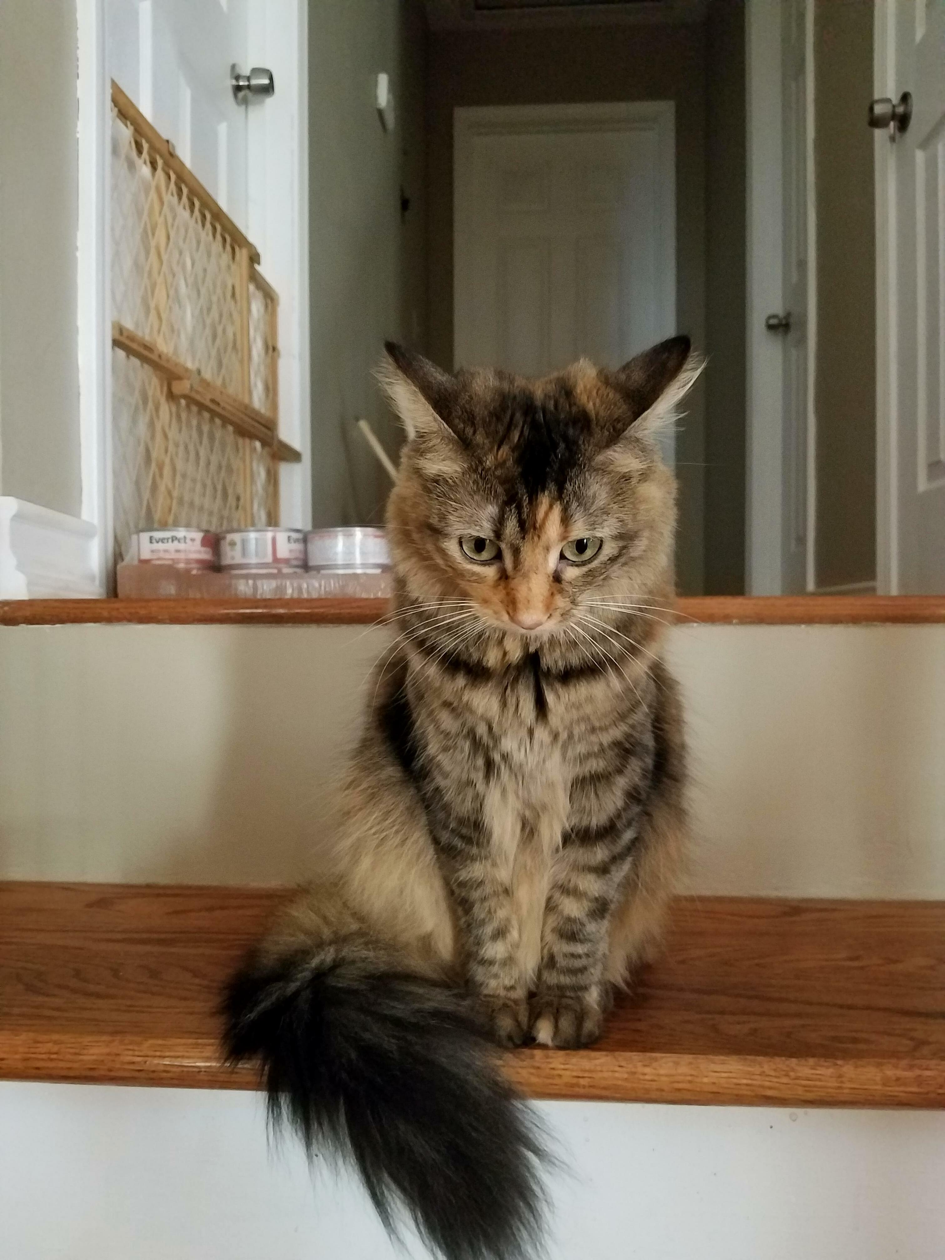 Pouting Because She Cant Play with Our Sick Foster Kittens