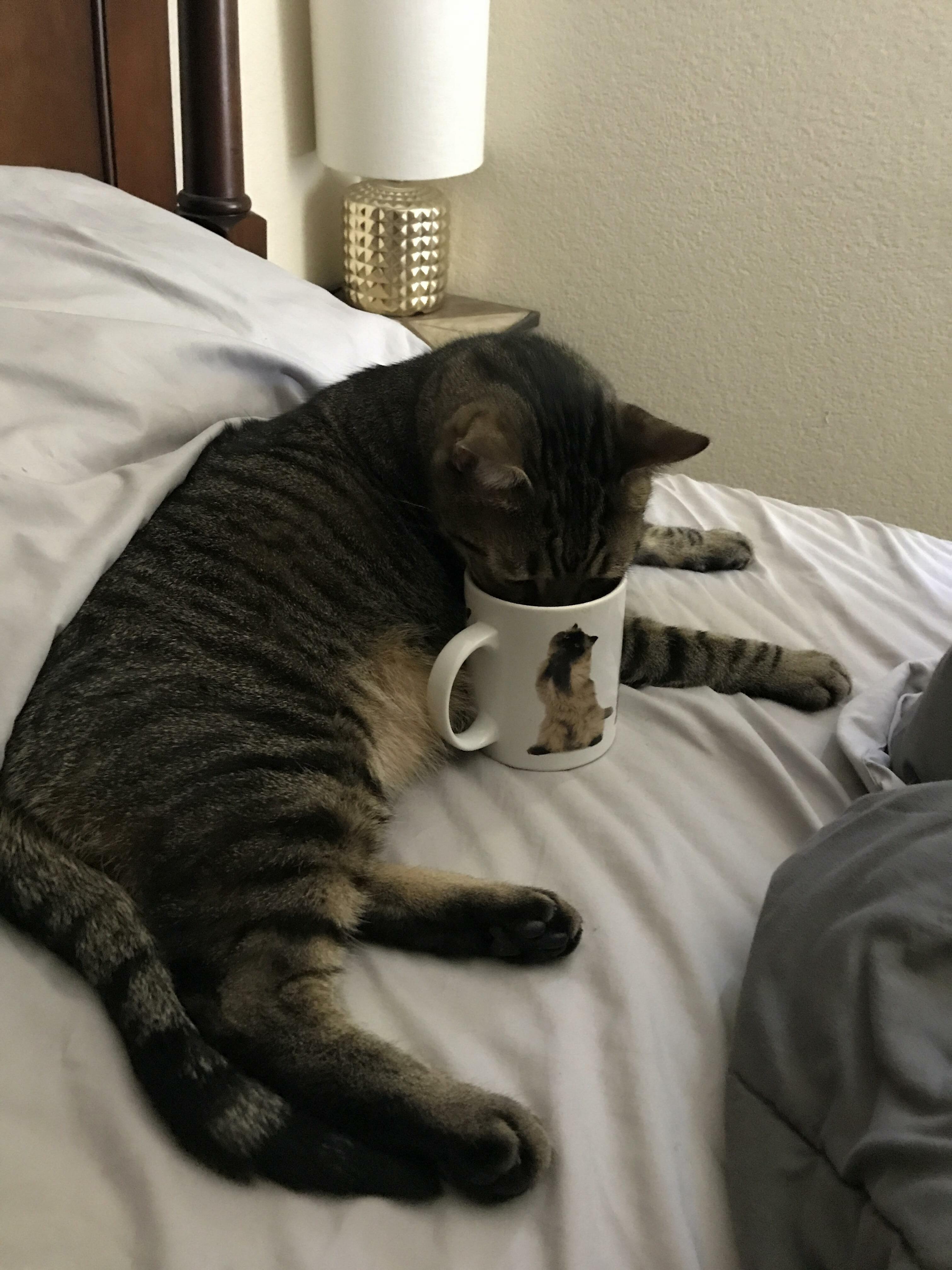 Rascal Sipping the Morning Brew from His Favorite Cat Cup.