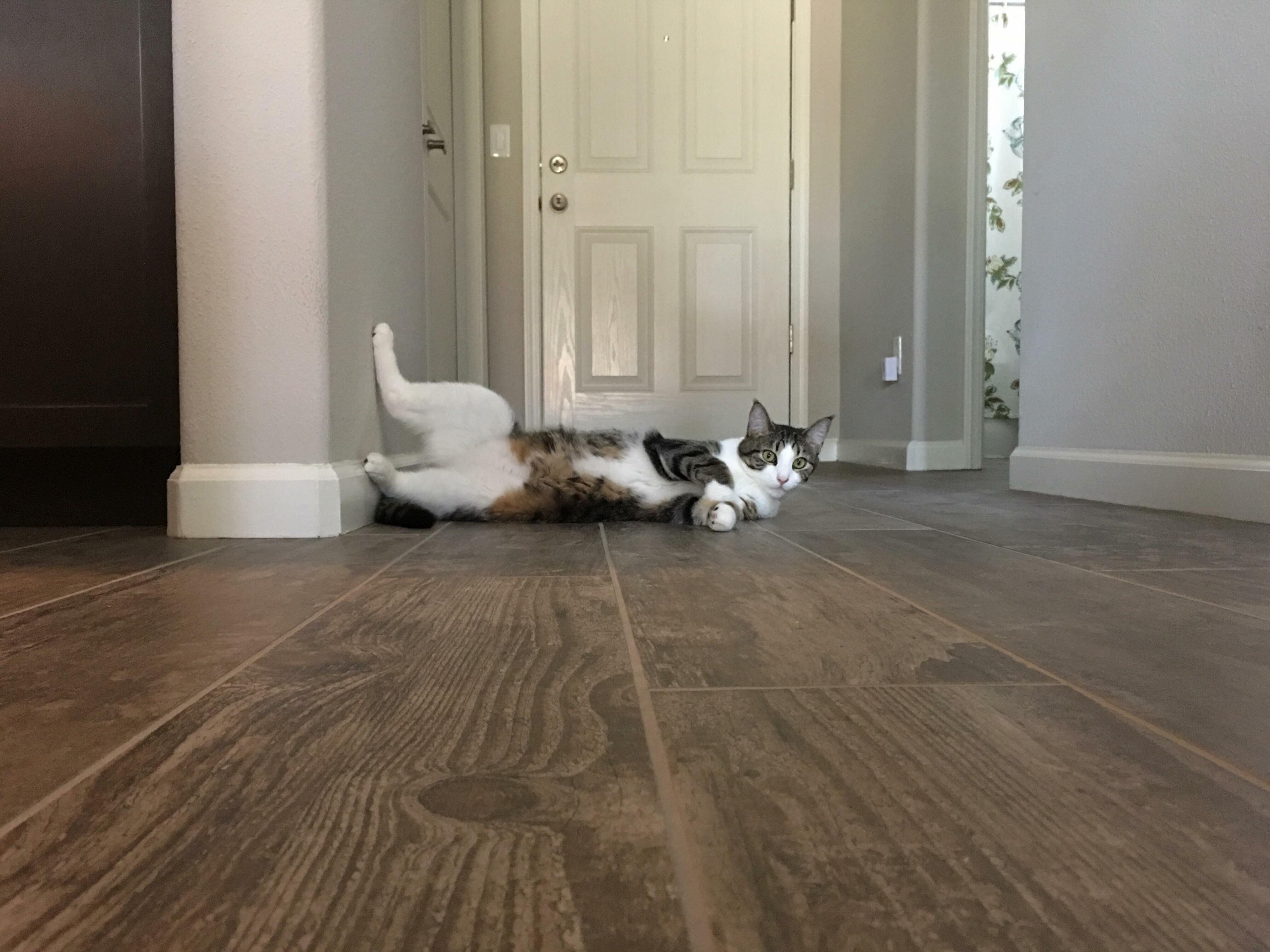 Relaxing on the Cool Tile.