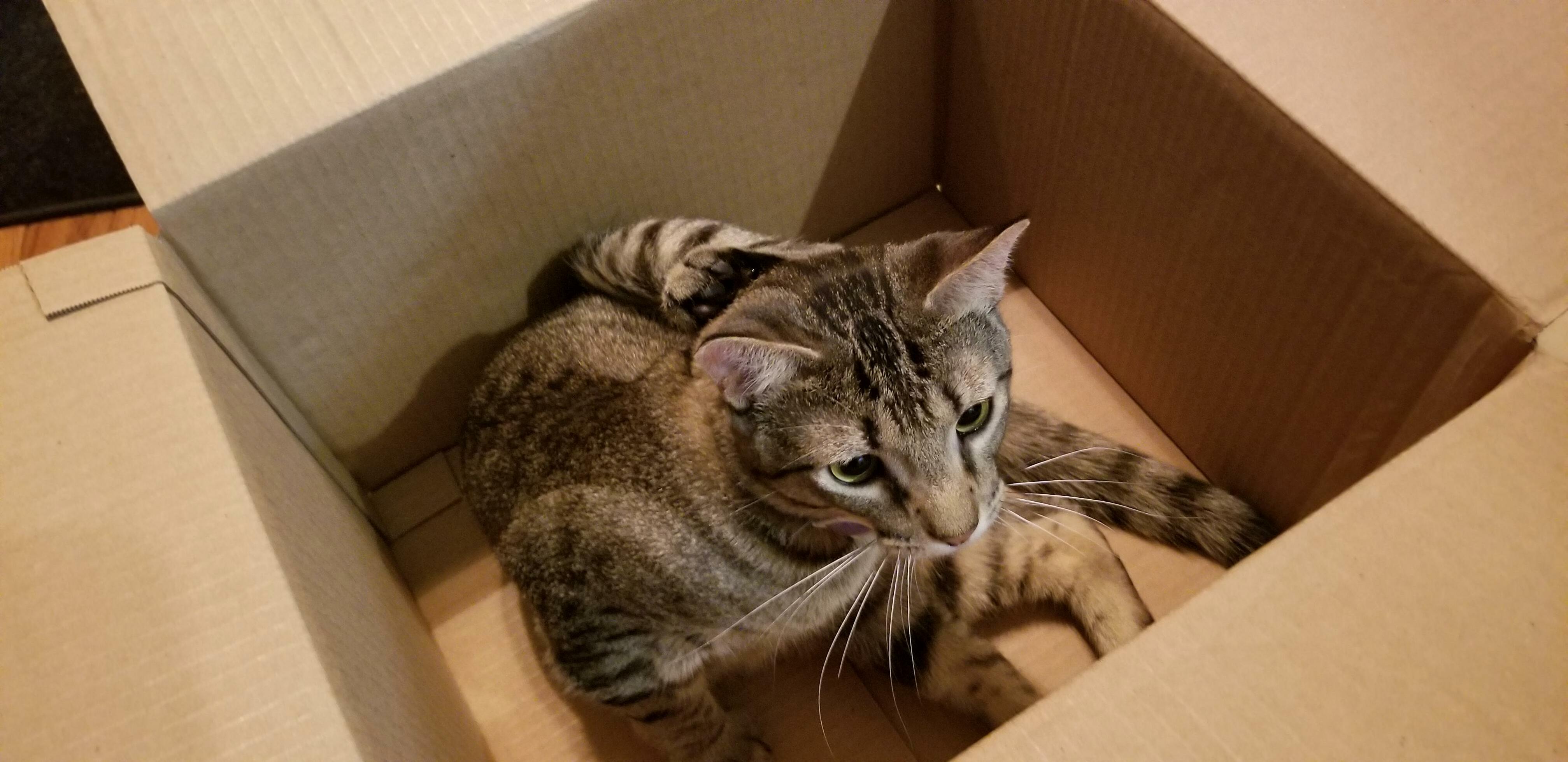 Say Hello to Manny Pac-meow