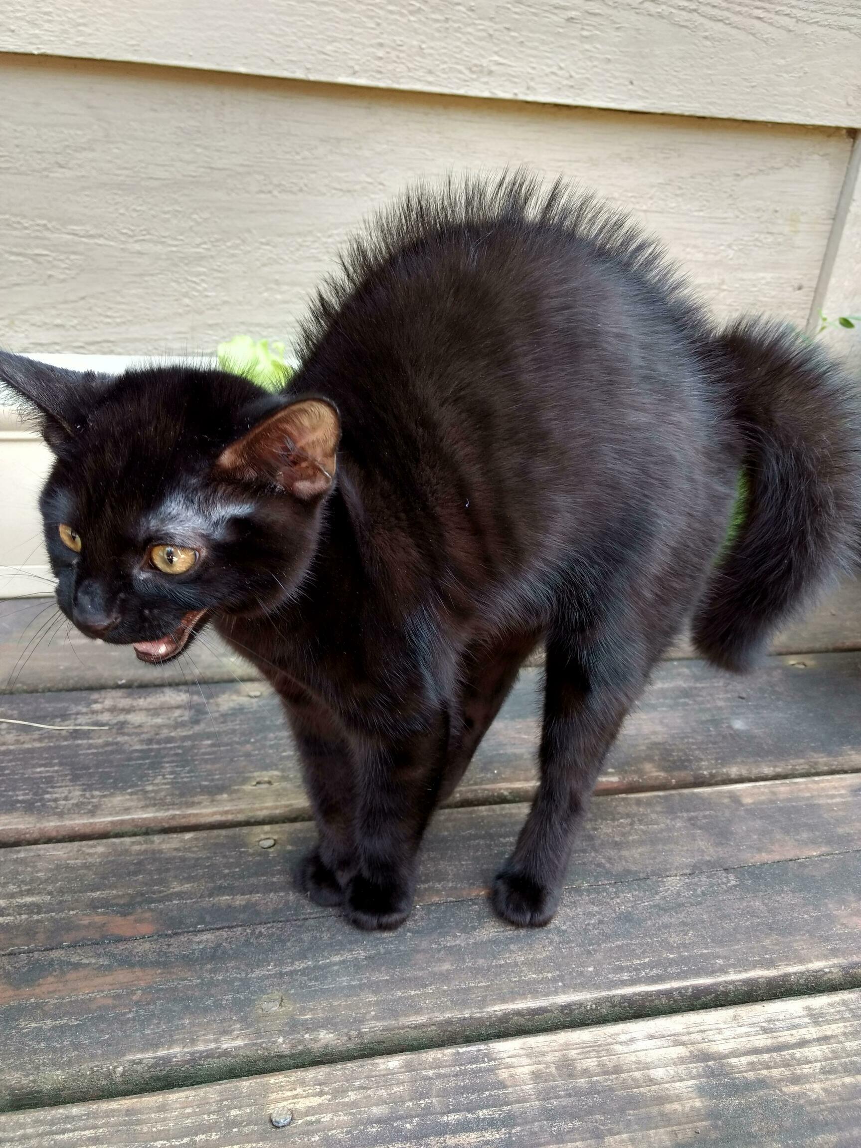 Scardy Cat