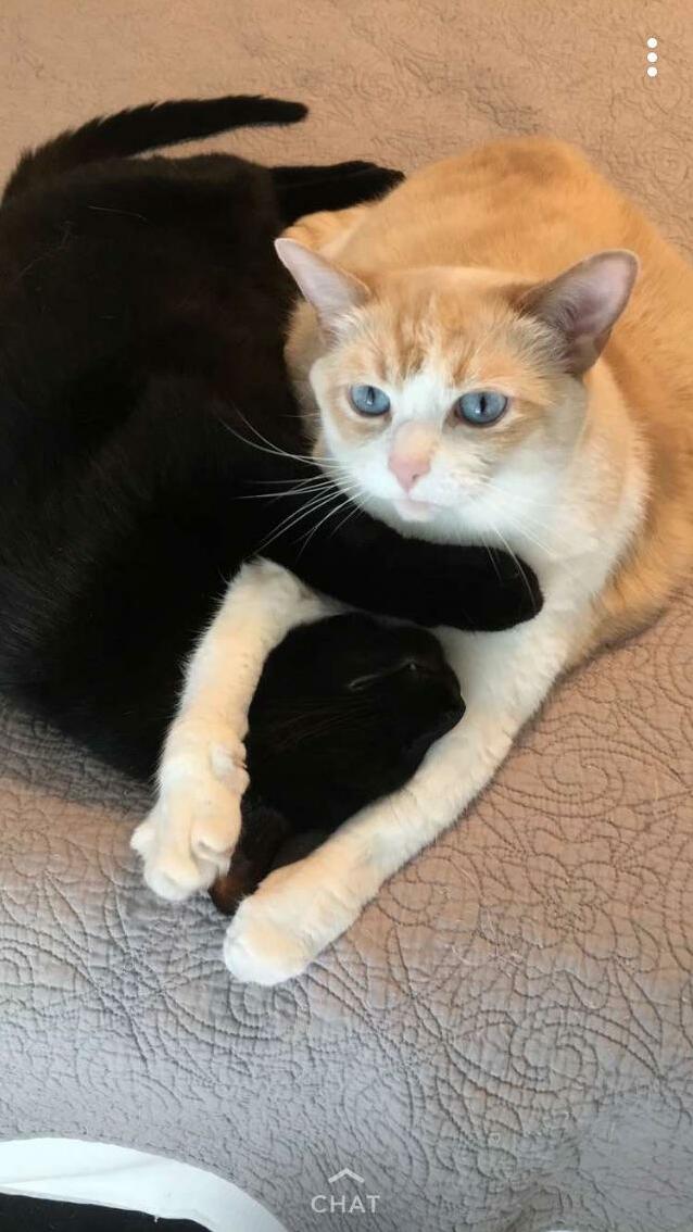 Scrumptious Is Telling Hocus Pocus to Smell Her Armpits!!