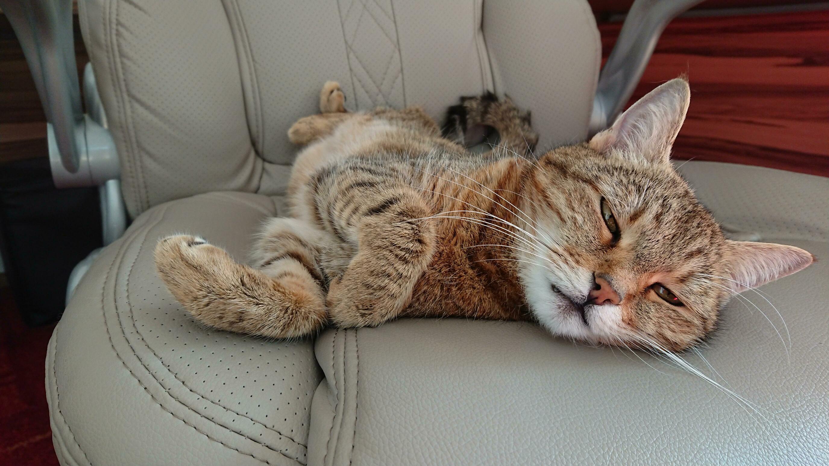 She Stole My Seat, but I Cannot Bring Myself to Shoo Her Away...