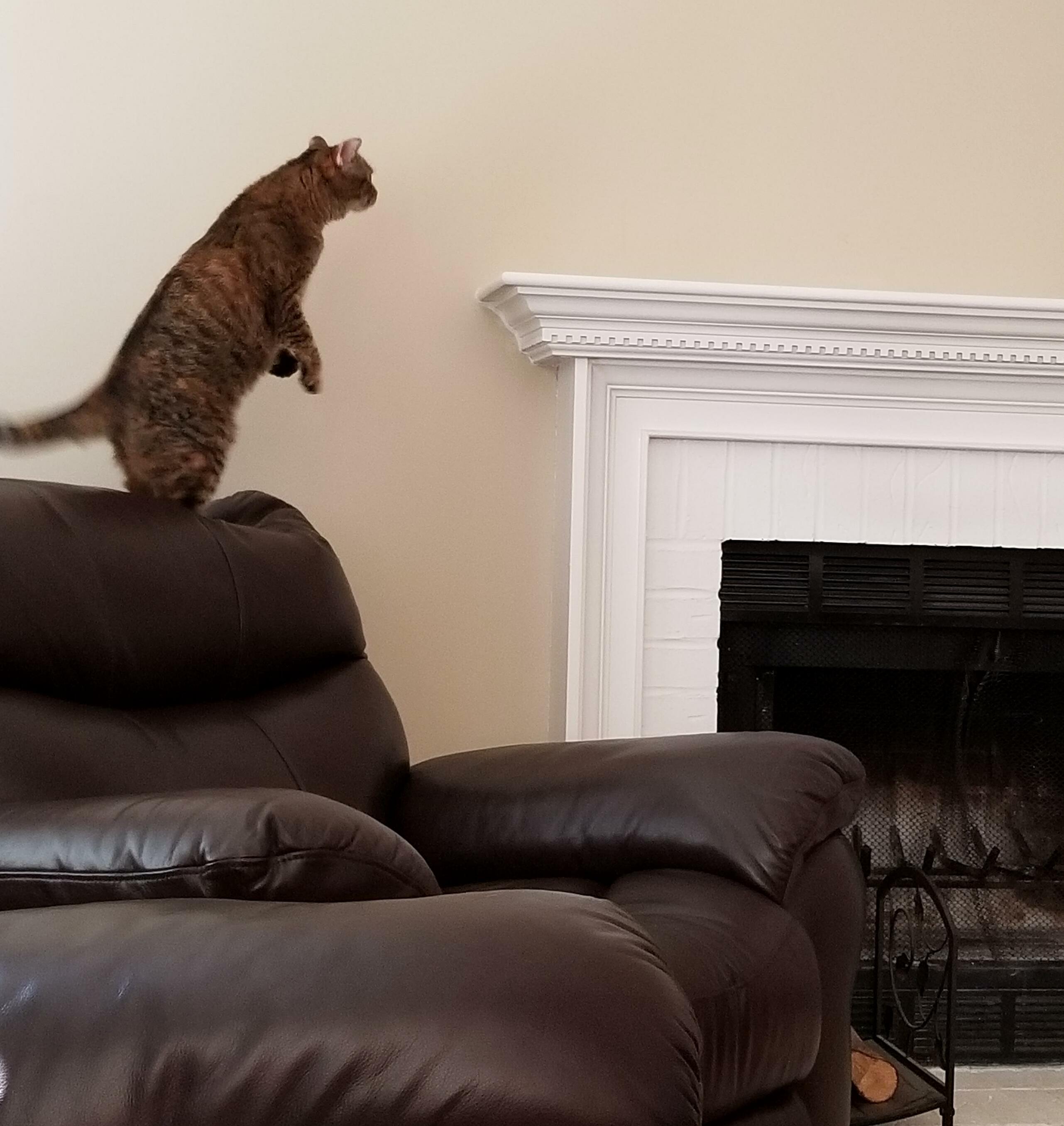 Shes Exploring the New House.