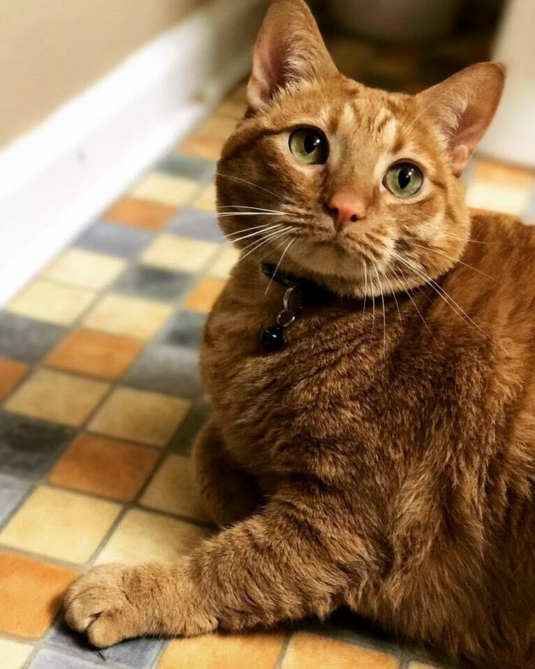 Shes the Best Girl! My Darcy Belle