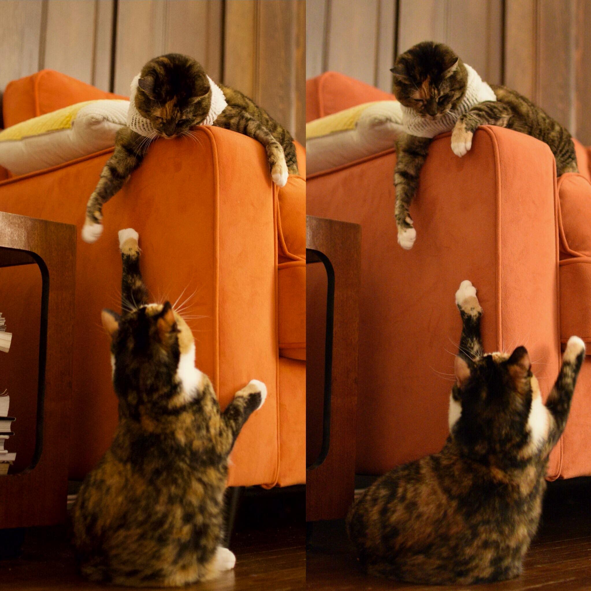 Stella and Marmite Recreating the Most Traumatic Movie Scene of My Childhood... Long Live the King (or Queen in This Case)