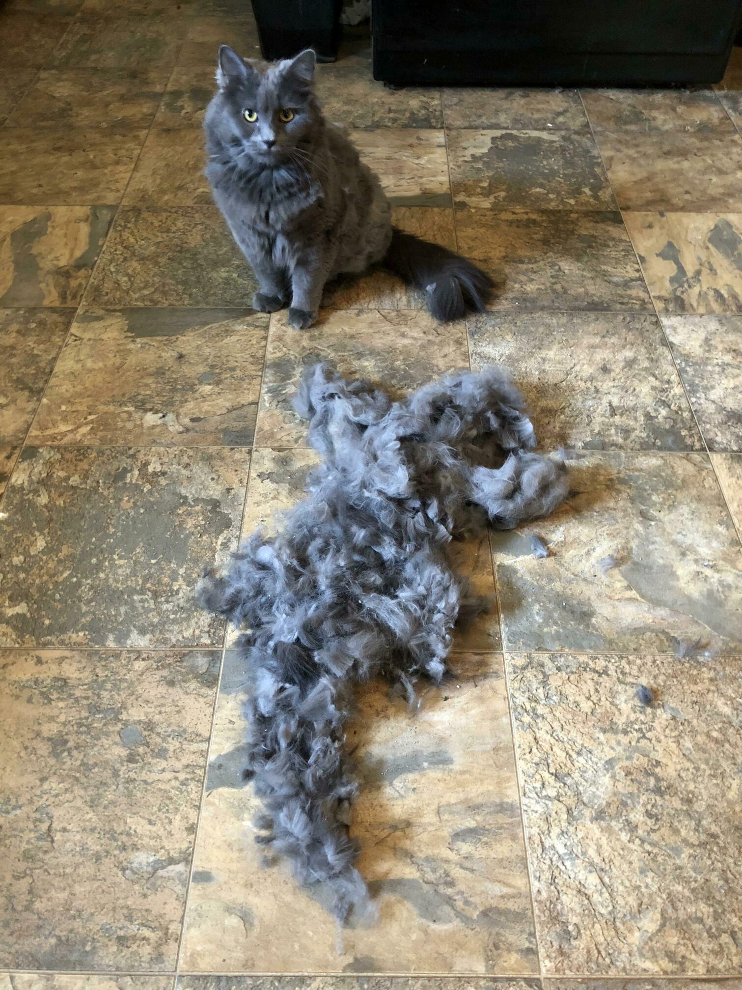 That Old Classic, Brush Your Cat, Create Another Cat