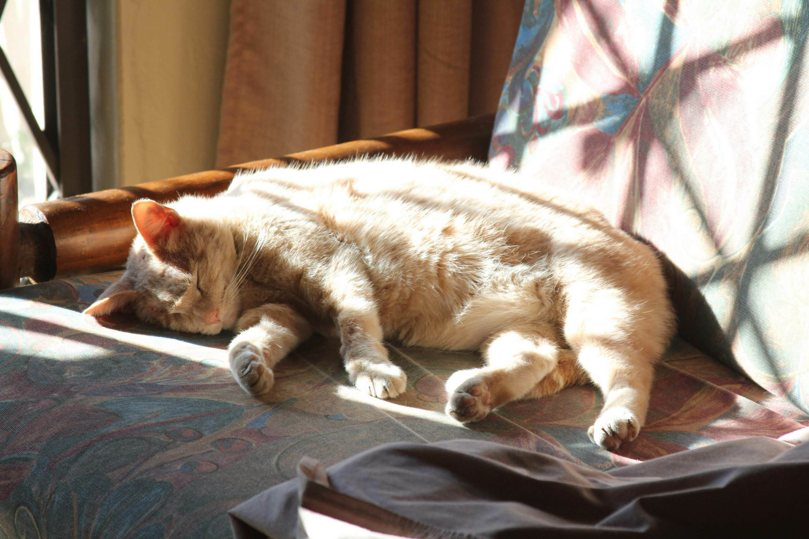 The Old Man Having a Nap in the Winter Sun.
