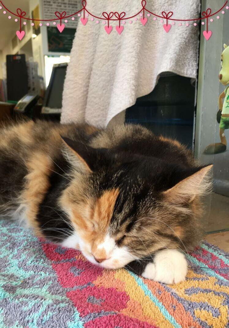 This Cat Named Shoshana Was Sleeping at the Counter of This Store.